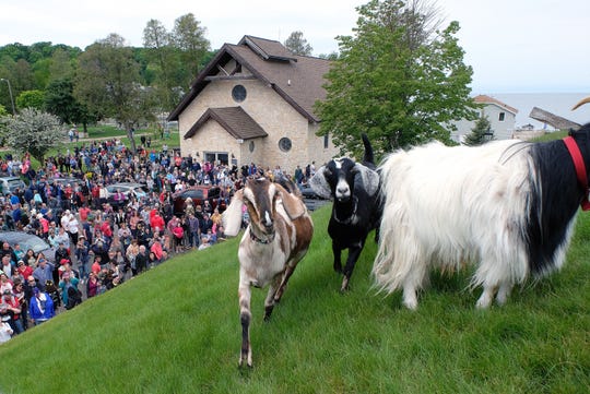 A Goat Parade Goats On The Roof Yes And It Happens In