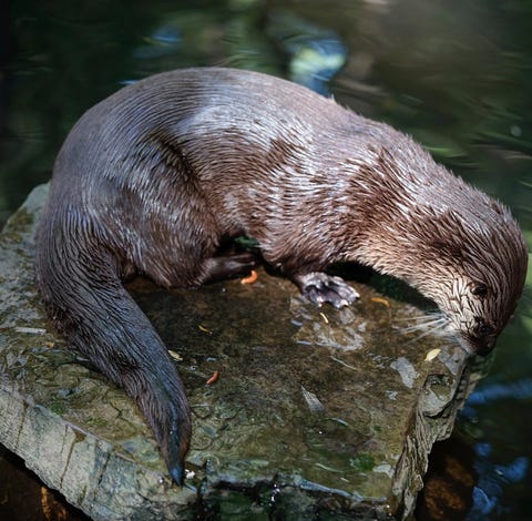 A Bays Mountain Park otter died after guests...