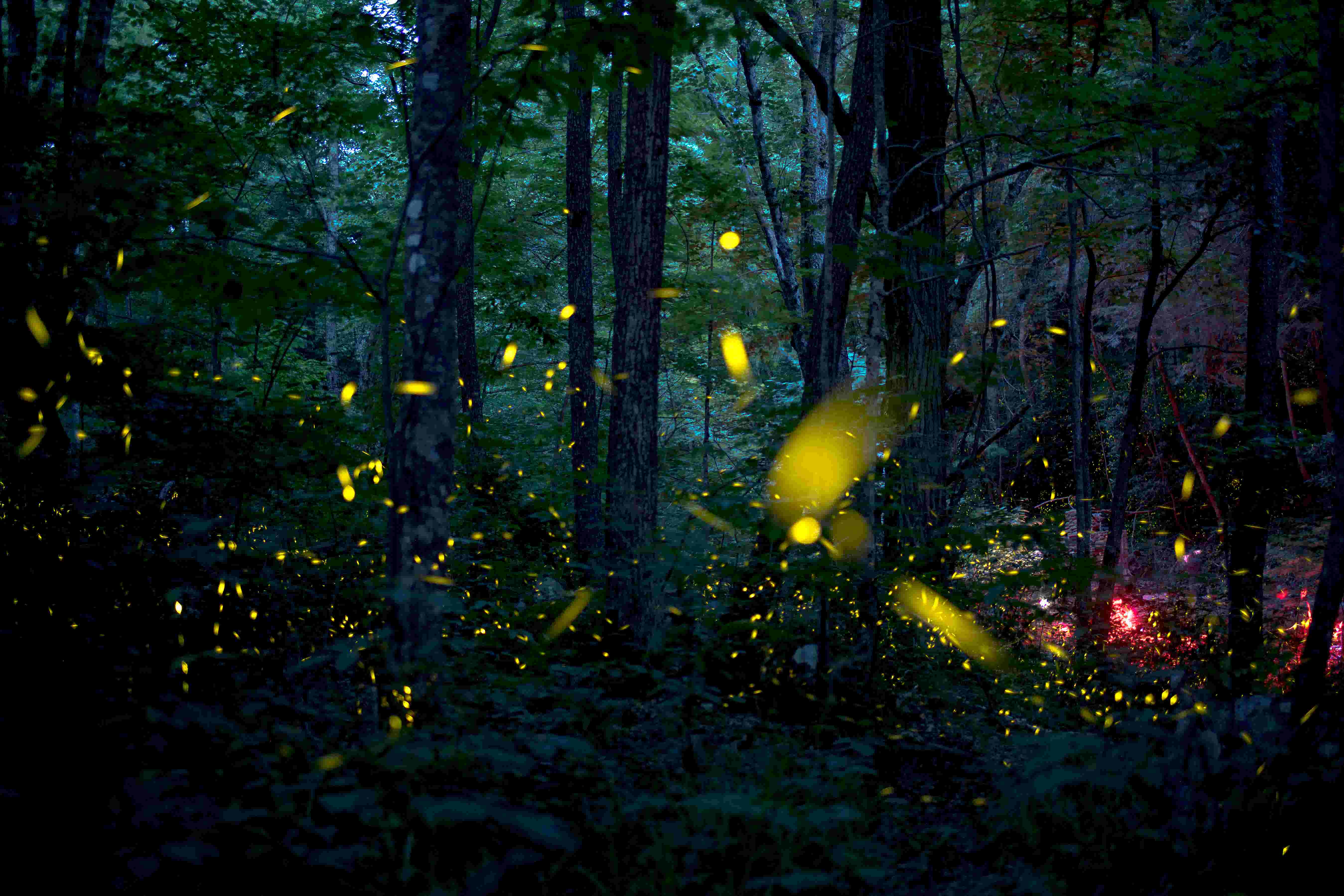 Watch Elkmont synchronous fireflies light up the Smokies