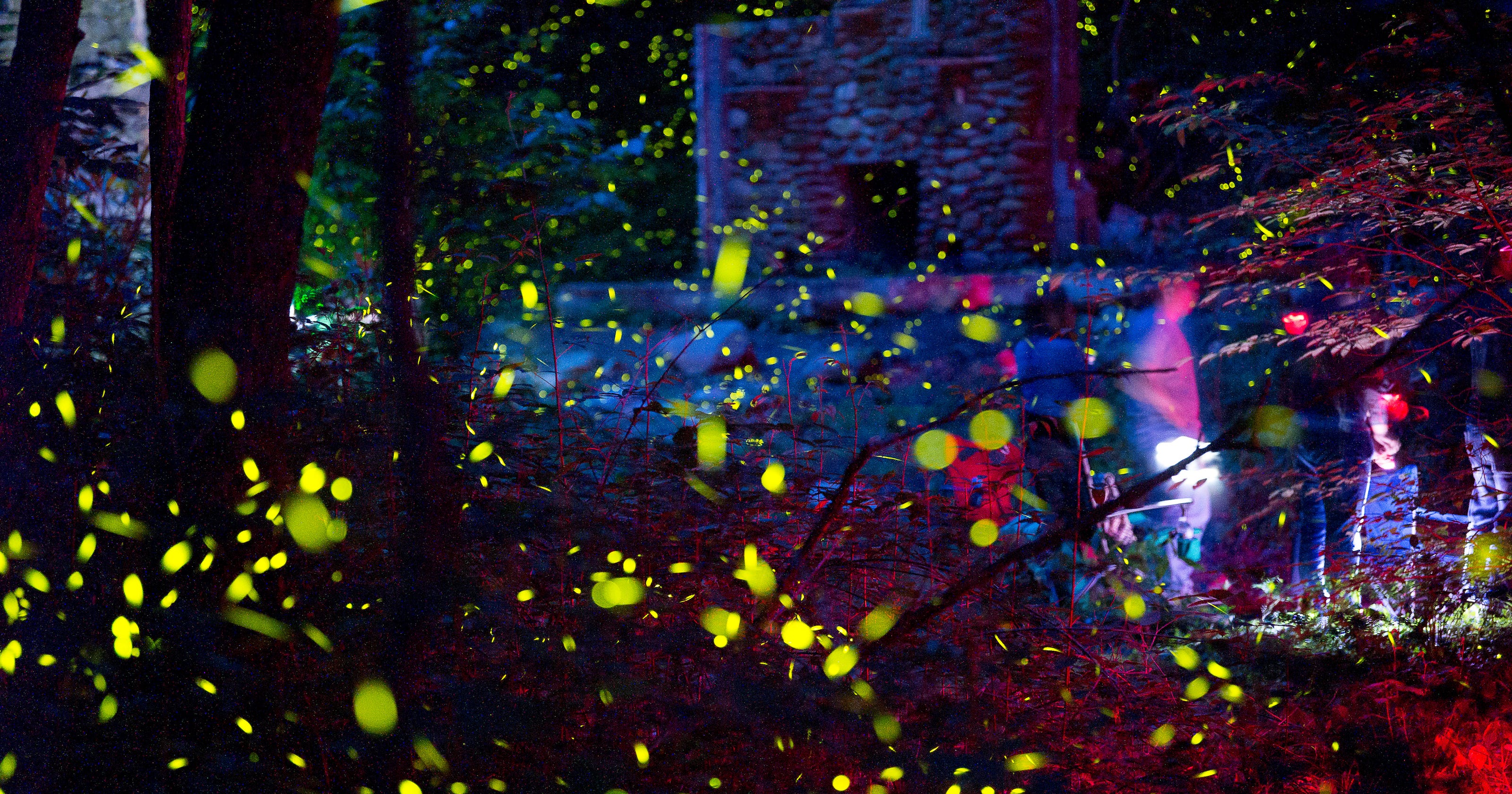 Synchronous fireflies light up Great Smoky Mountains like magic
