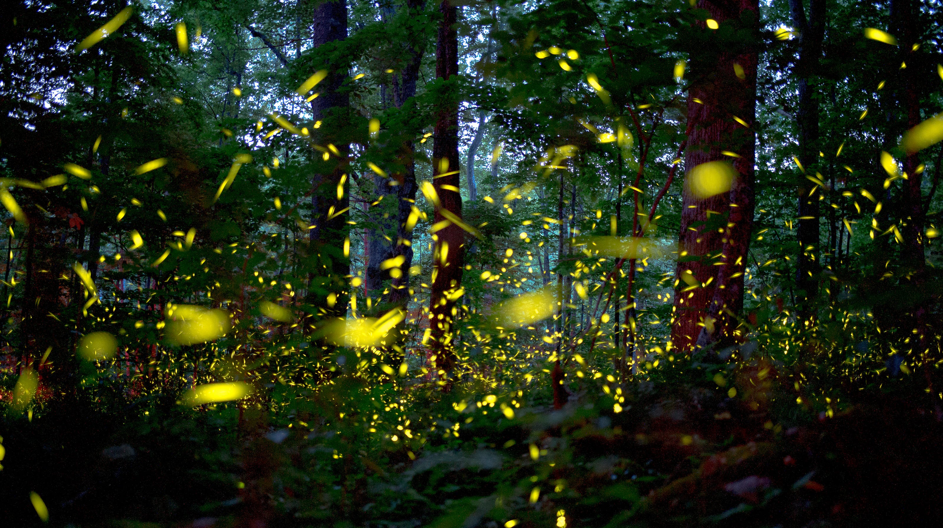 Great Smoky Mountains spectacle Synchronous fireflies left us speechless