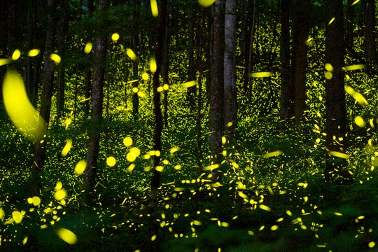 Smoky Mountains National Park: Synchronous fireflies an amazing show