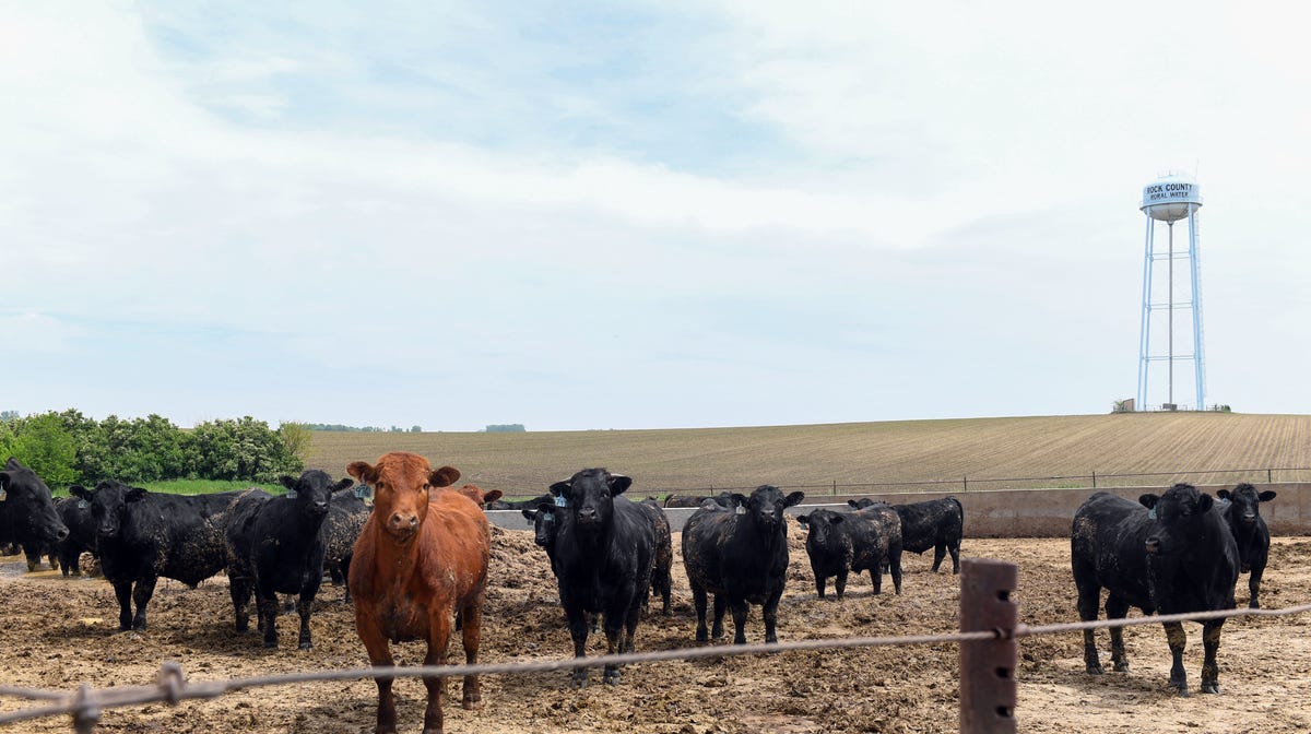 Sexually transmitted parasite found in South Dakota cattle herd