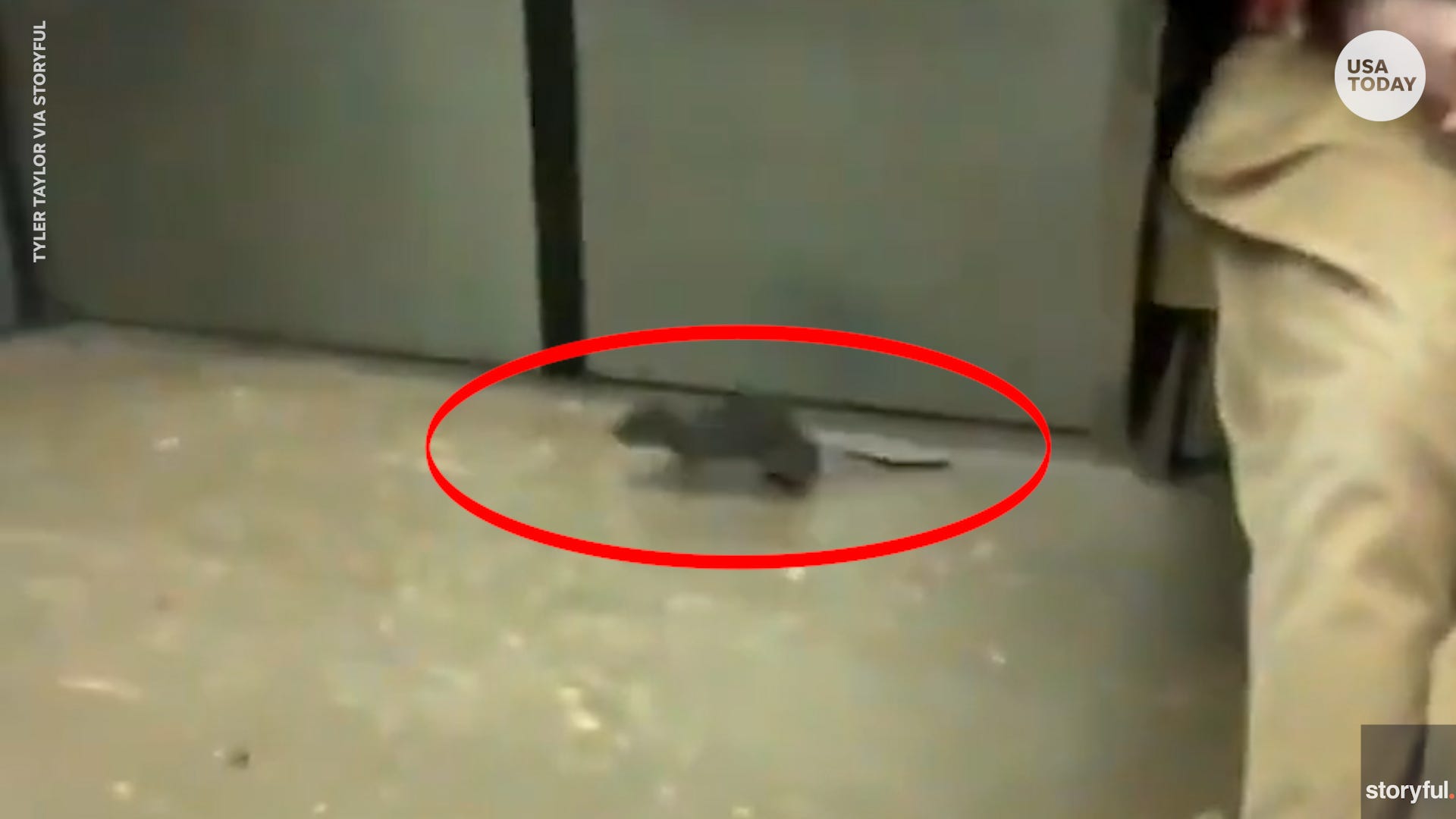 rats in subway new york city