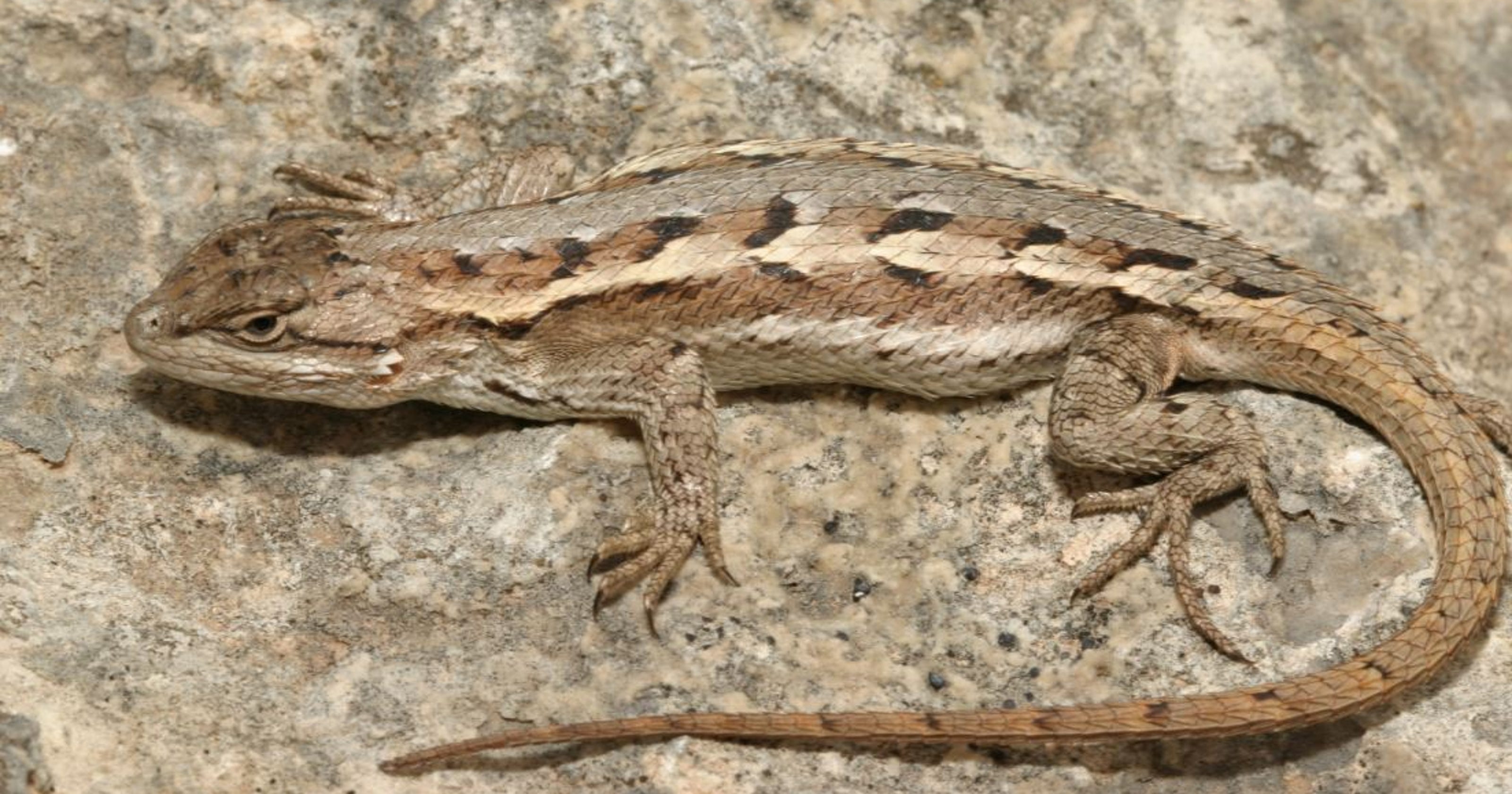 Prairie lizards pretty common in West Texas