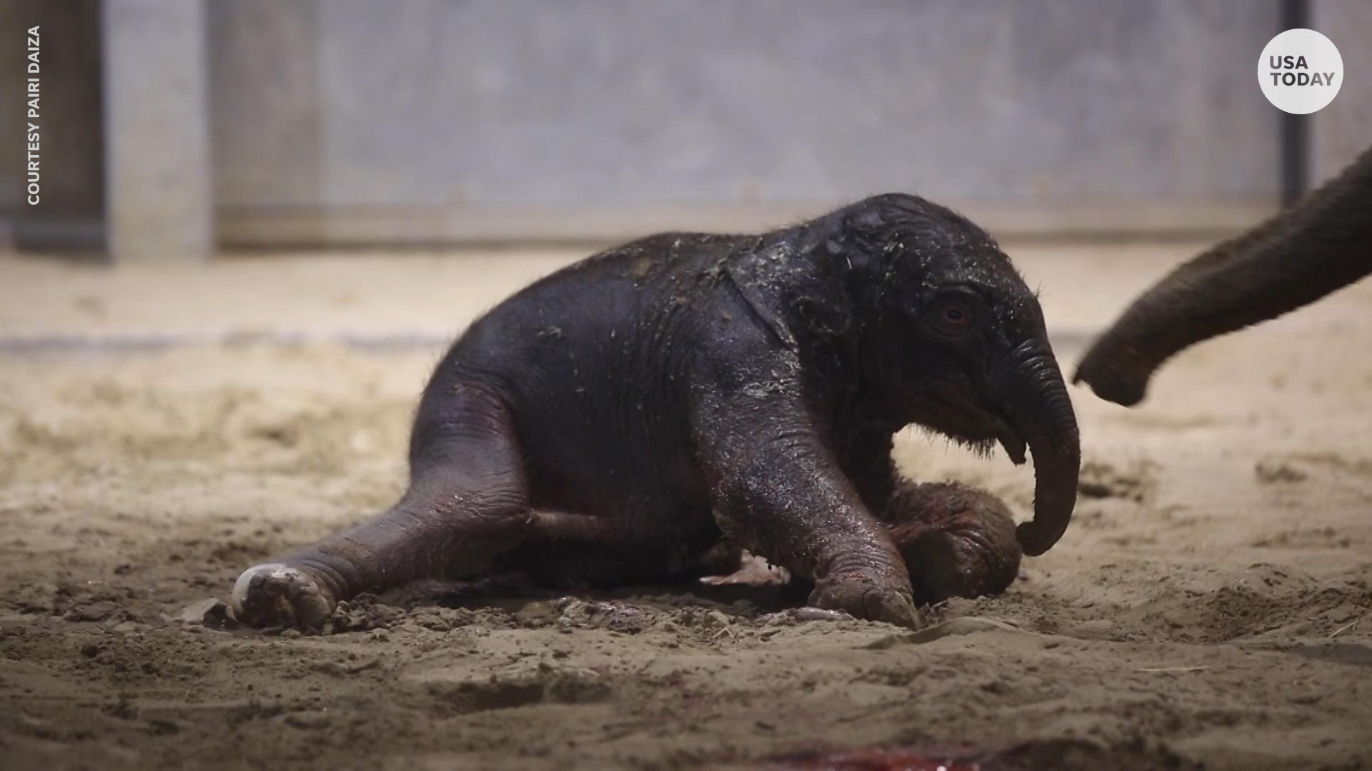 Baby elephant takes her first steps at Belgium zoo