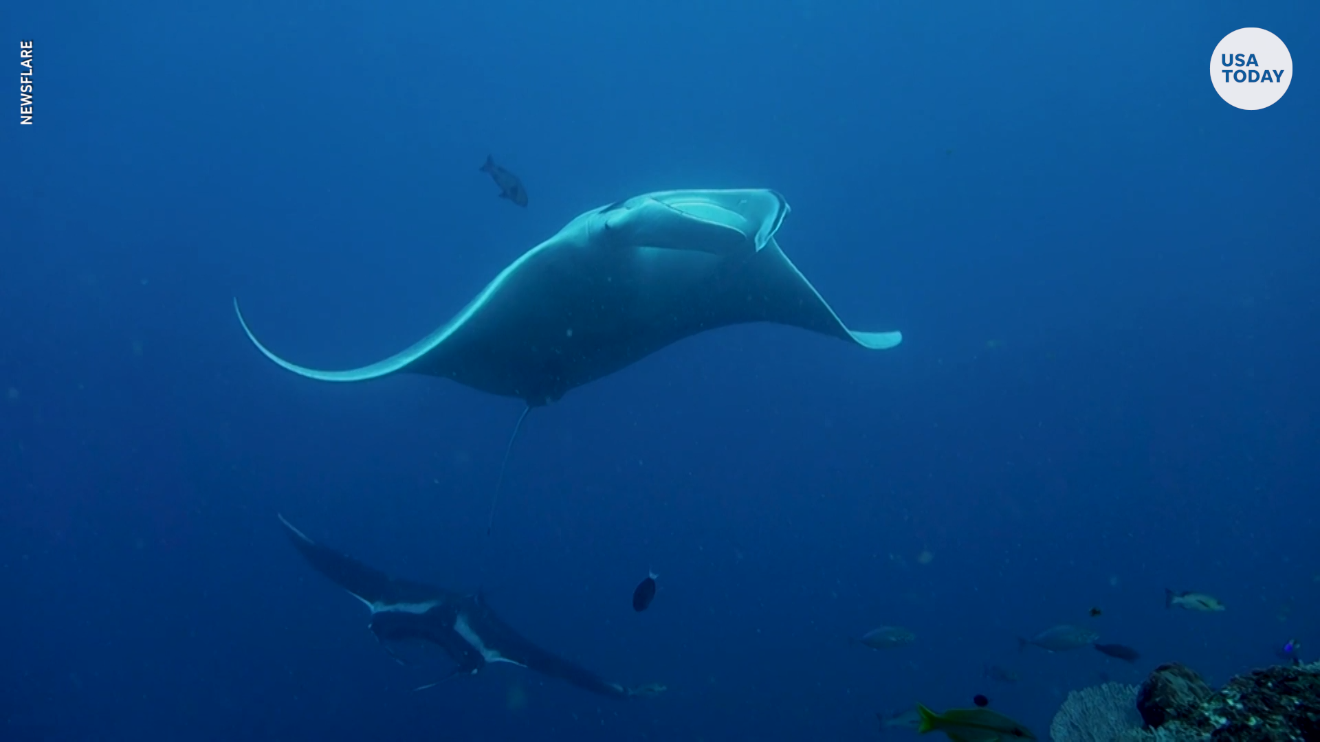 giant manta ray captivity