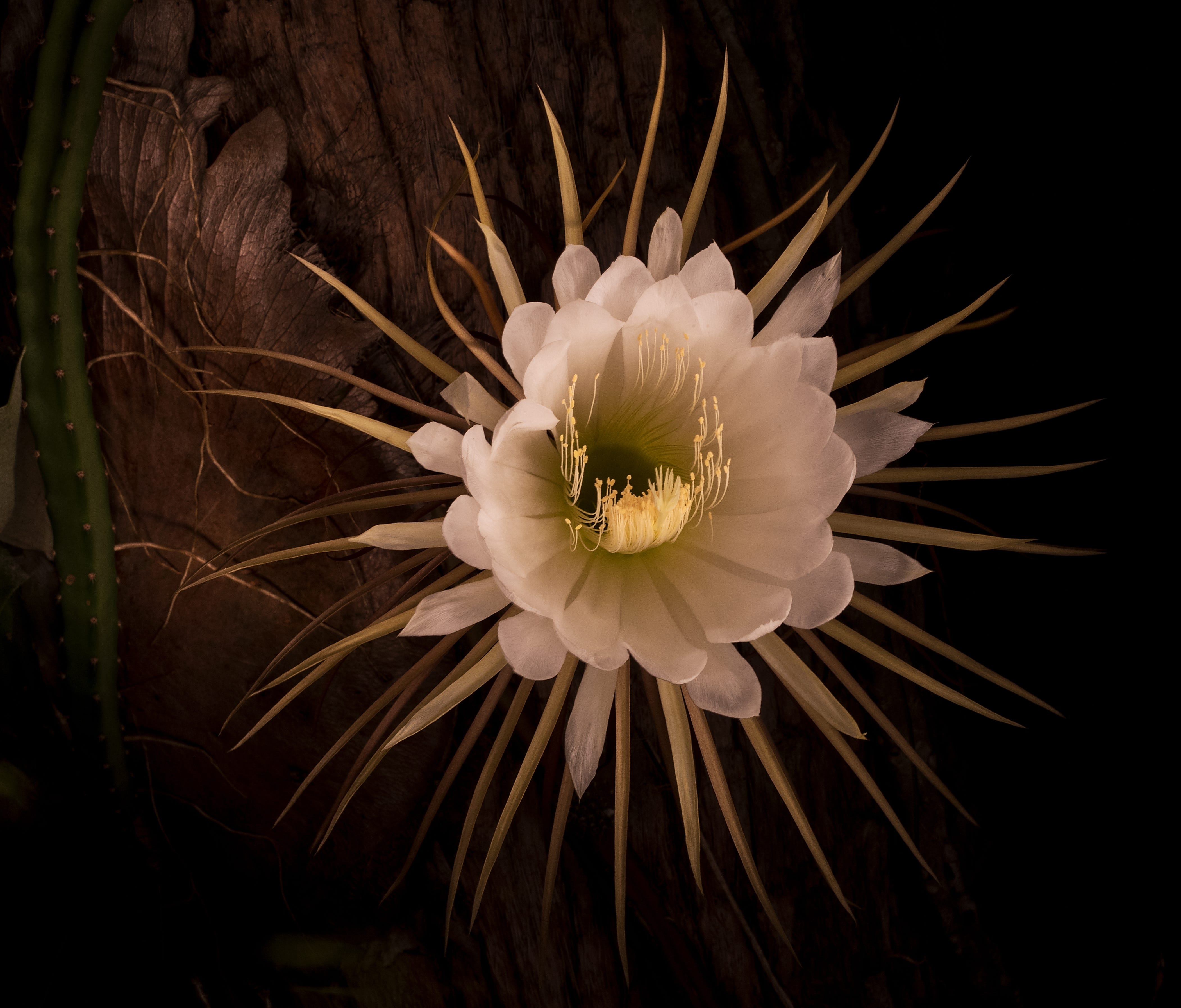 cereus blooms at night