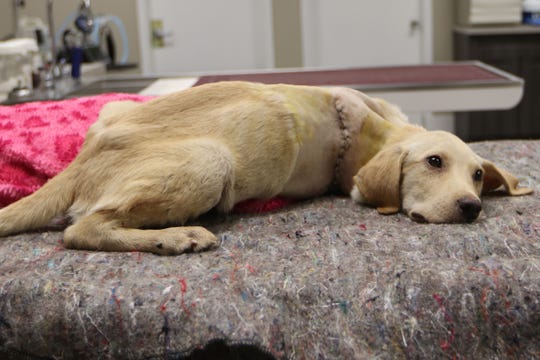 Saving Everett: Puppy loses leg after being shot at close range