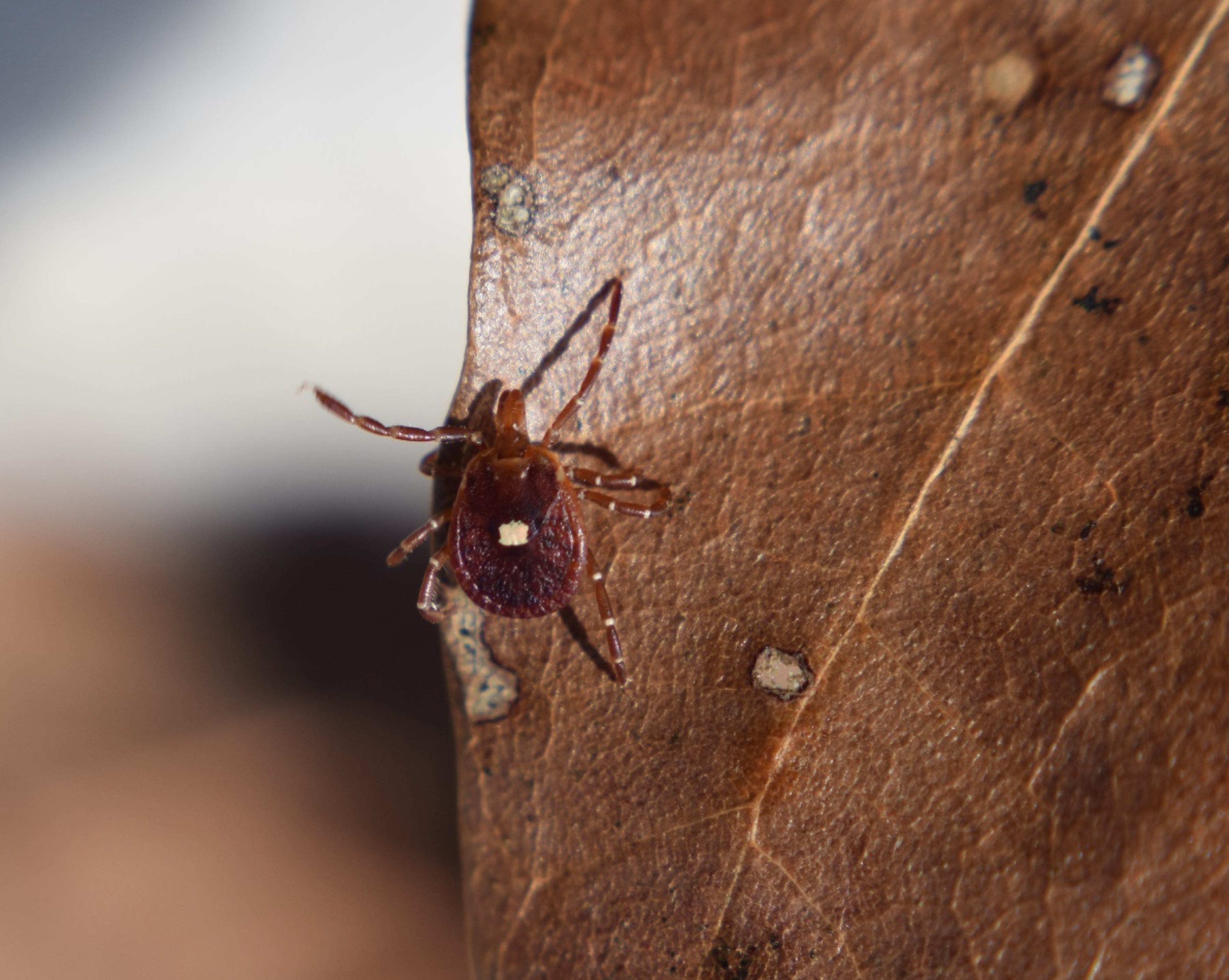 are ticks making your dog more aggressive