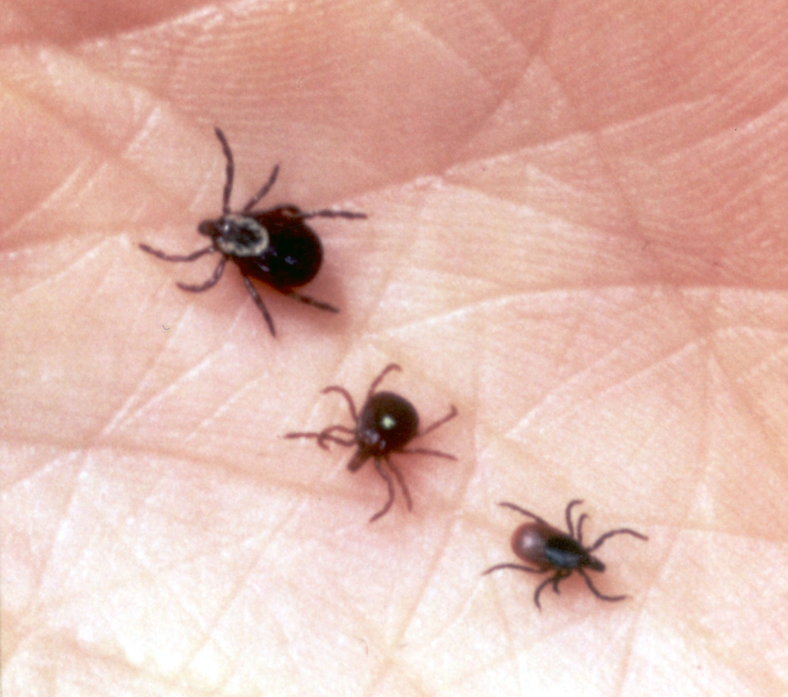ticks in florida identification
