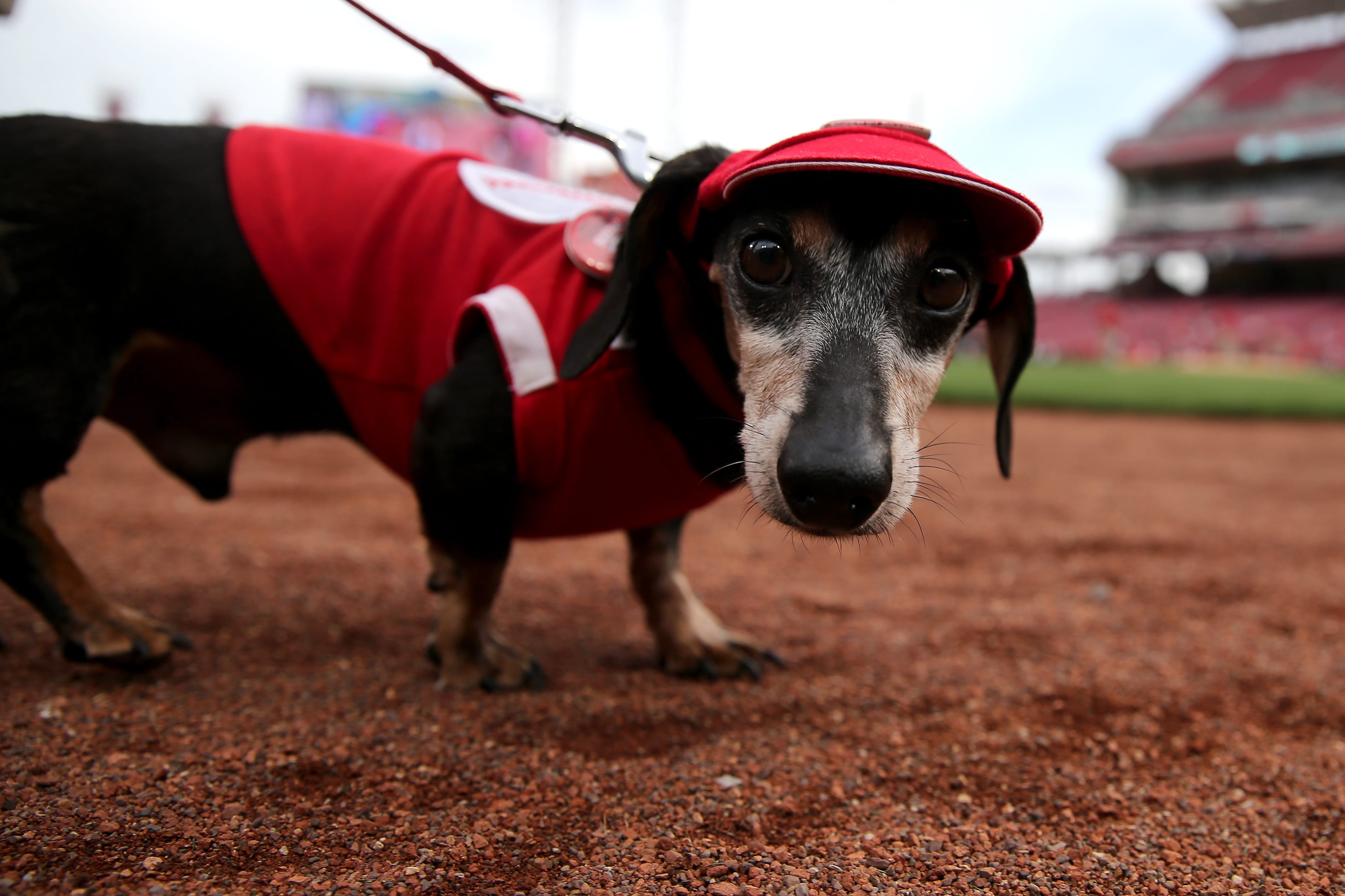 cincinnati reds dog jersey