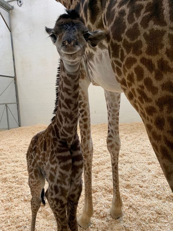 giraffe giving birth gif