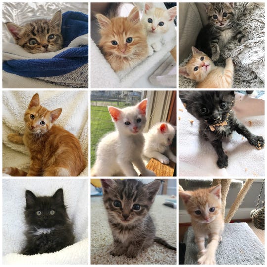 LCHS Pet of the Week: Kitten Season