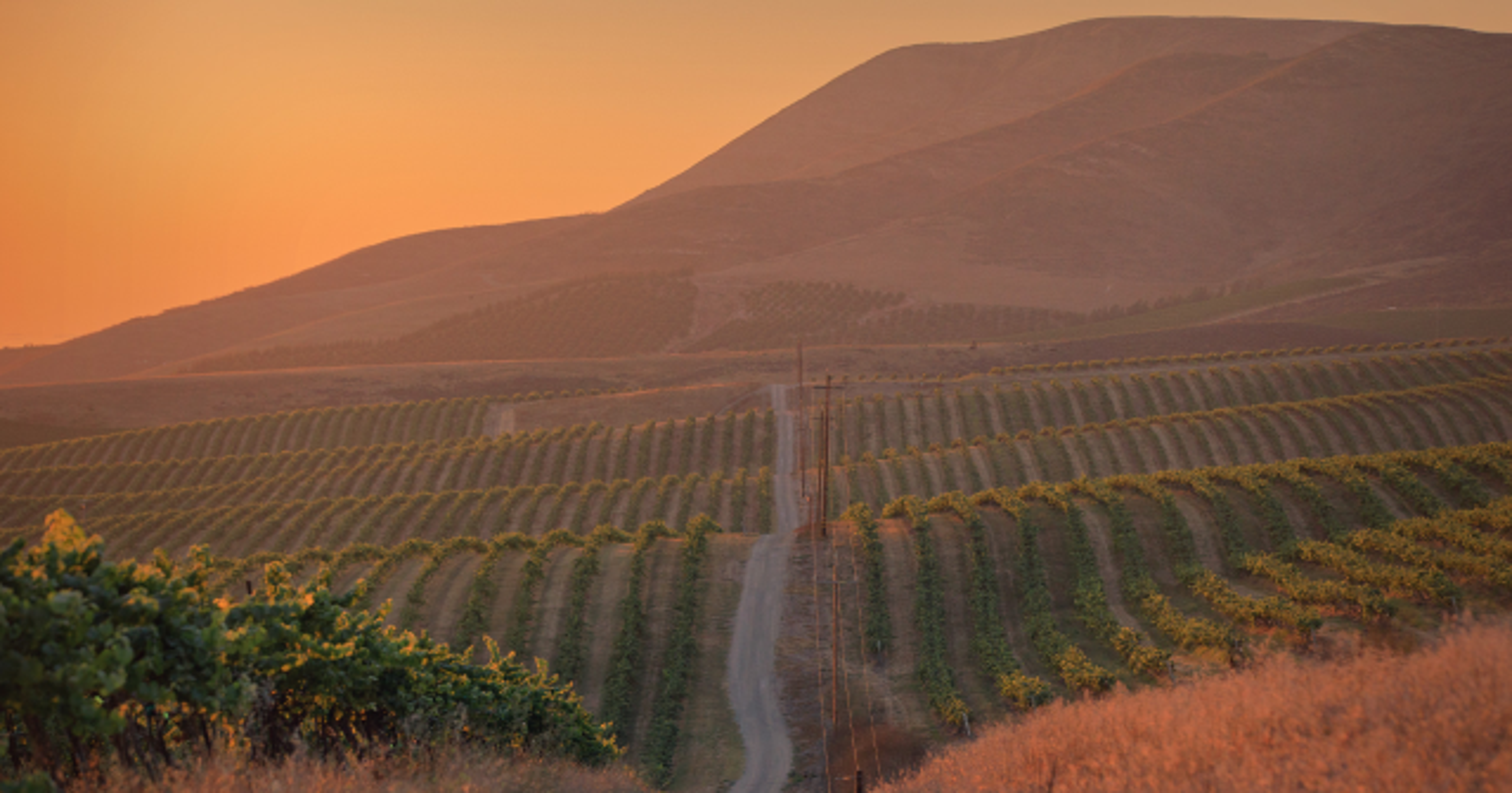 Santa Maria: Wine region with world-class Pinot Noir and Chardonnay