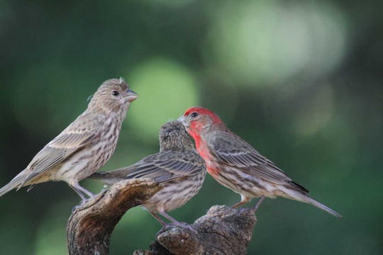 For the Birds: Fledgling make for noisy birdwatching