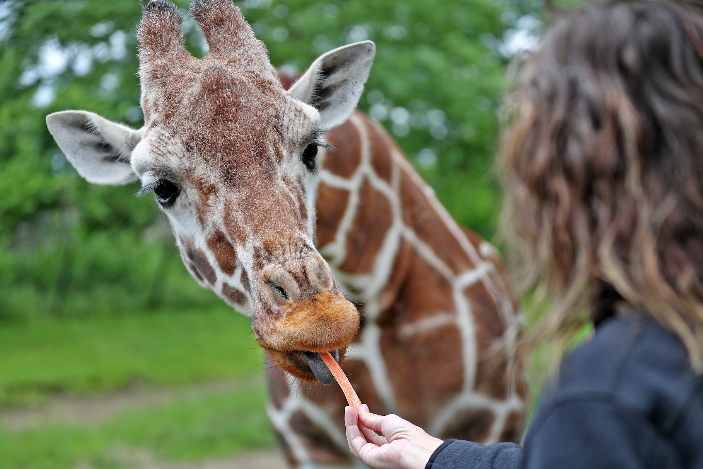 Indianapolis Zoo: 7 Ways To See The Animals Up-close