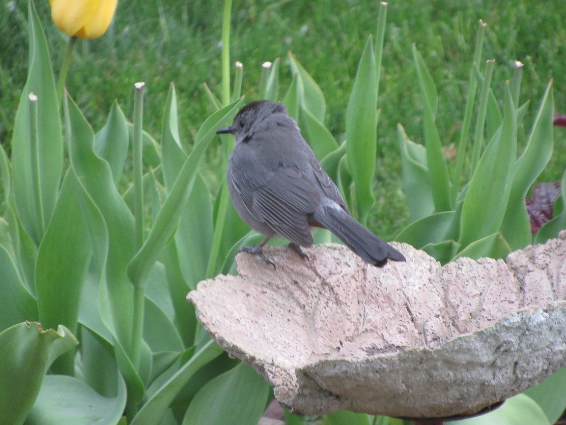 birds that eat jelly