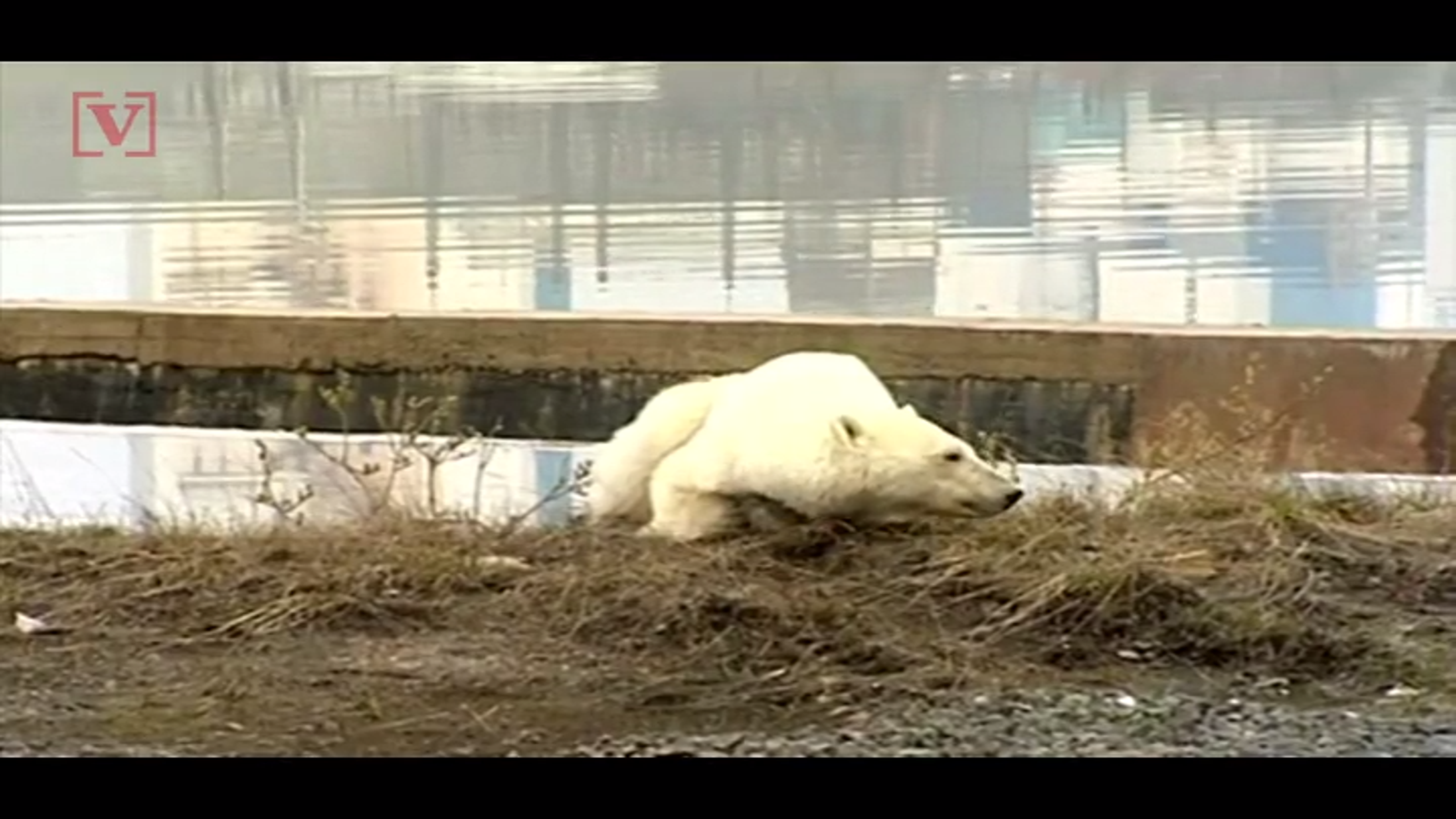 Hungry Polar Bear Wanders Into Russian City Hundreds Of Miles From Home