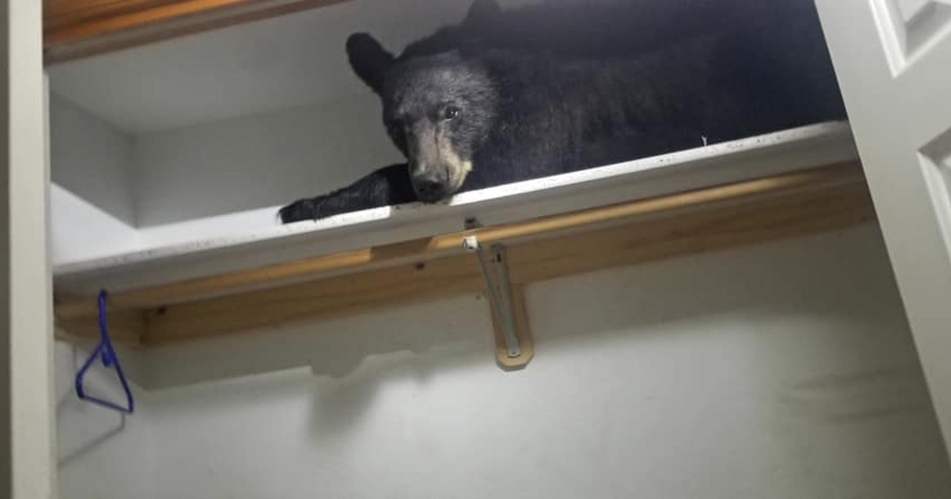 Медведь в шкафу