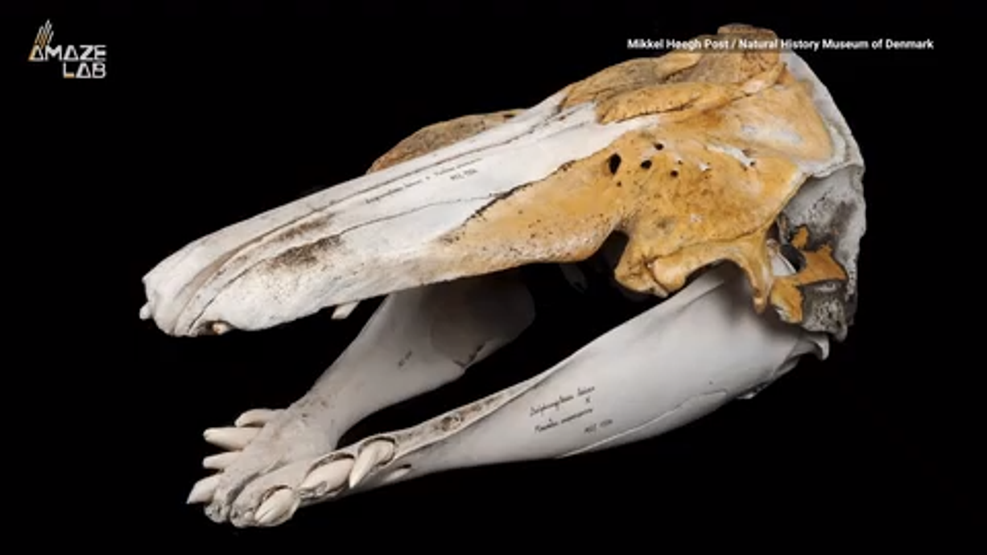 Skull found to be rare hybrid of a narwhal and beluga whale