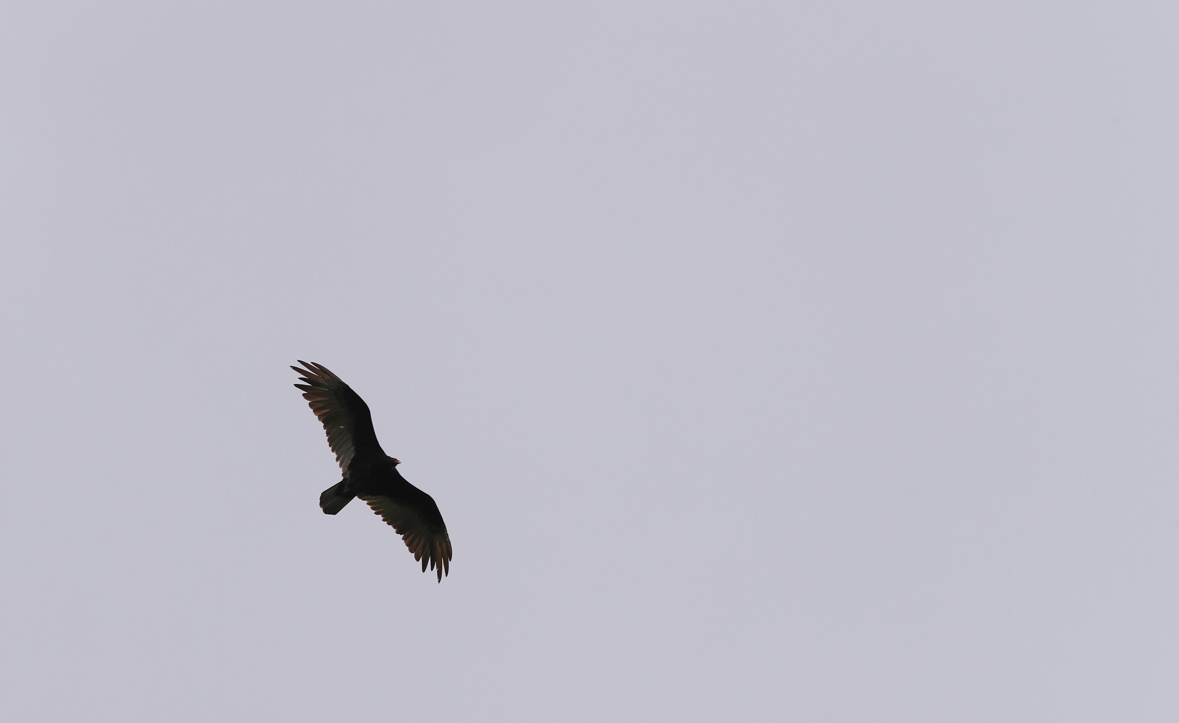 Kentucky black vulture damage: Protected birds are terrorizing farms