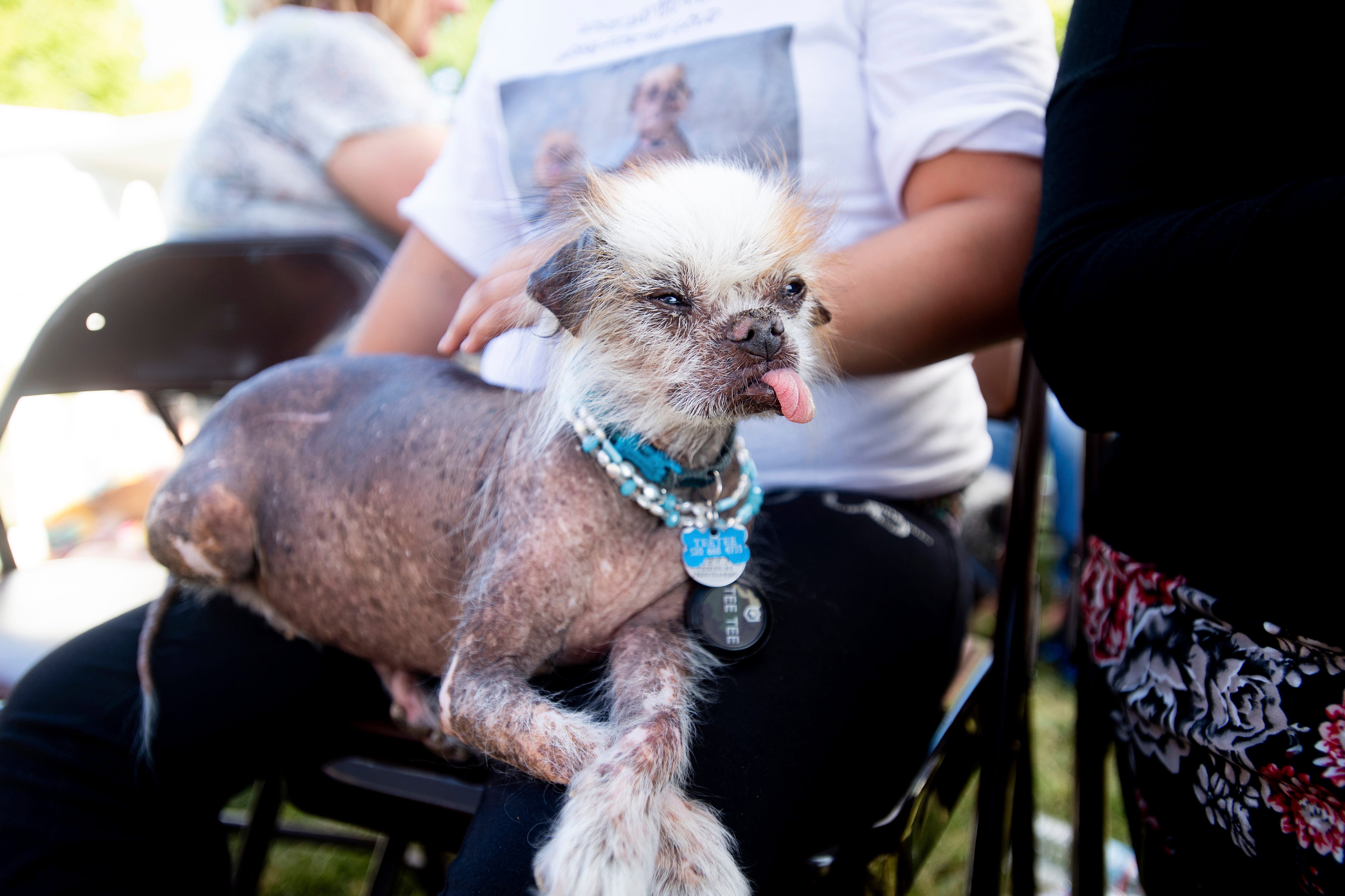 2019 ugliest dog