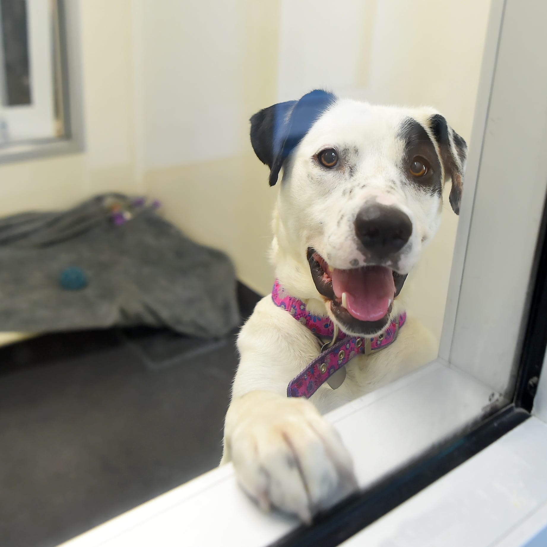 Harley, a young dog available for adoption at the SPCA of Tompkins County. June 21, 2019. 