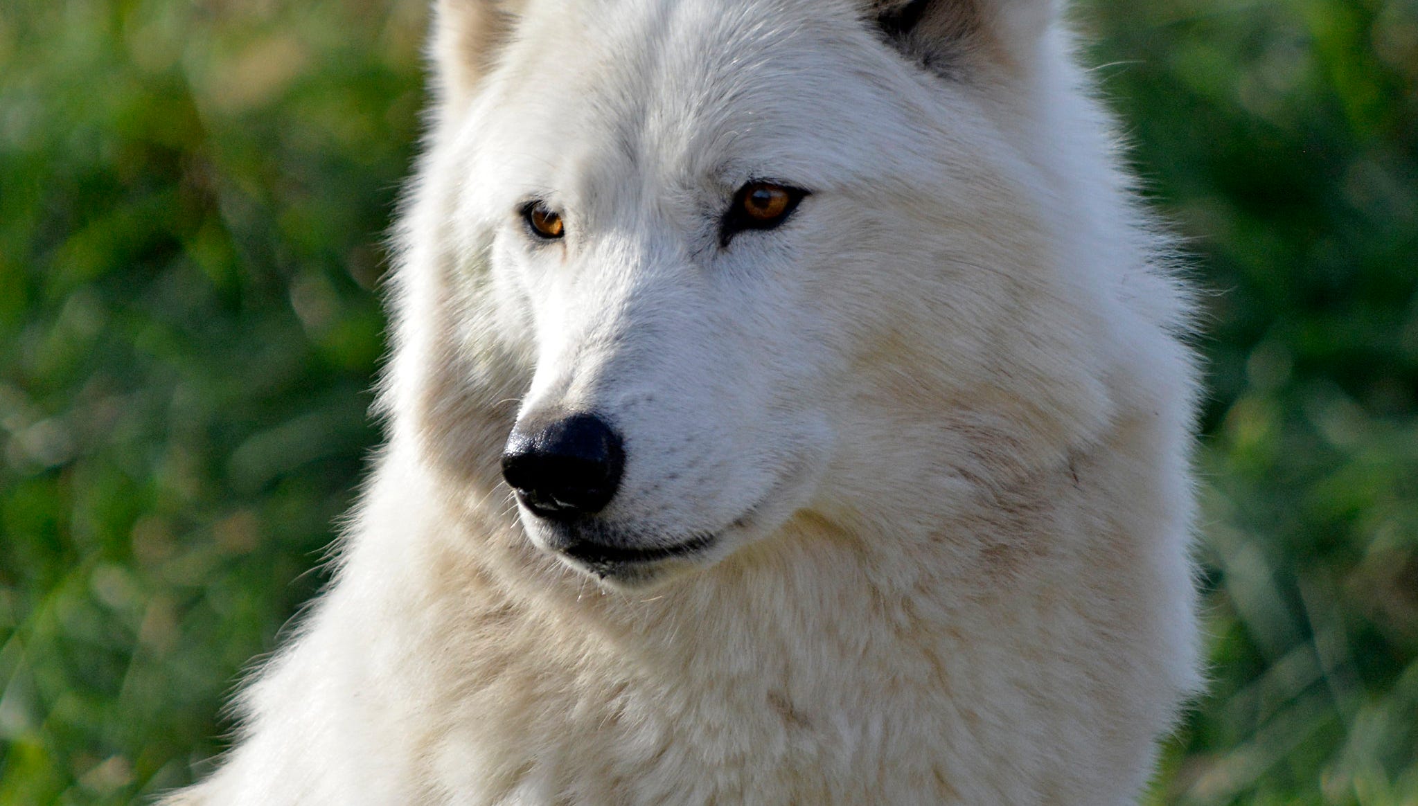 Detroit Zoo's gray wolf Wazi dies from cardiac arrest