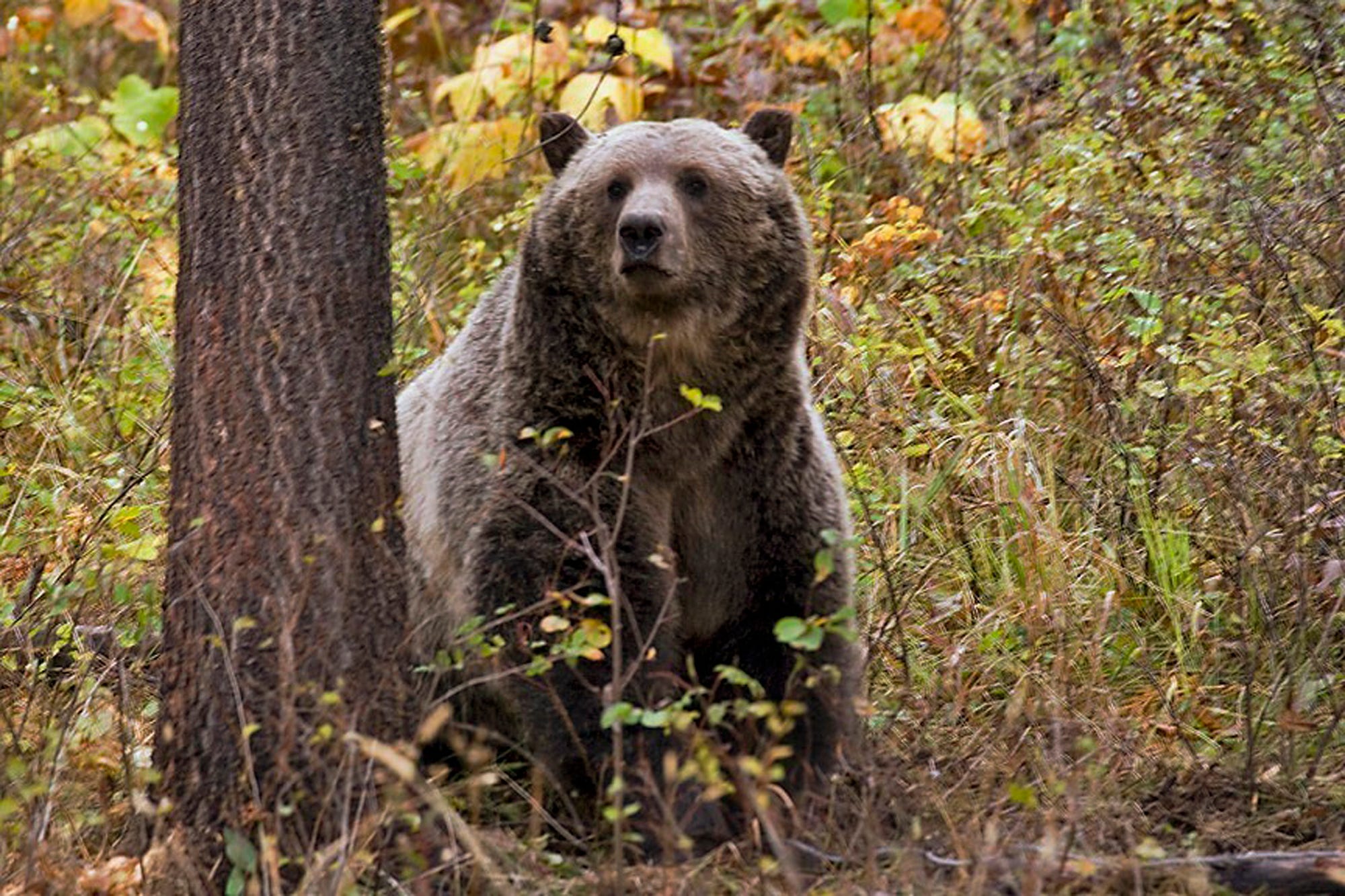 Three Hunters Injured In Montana Grizzly Bear Attacks