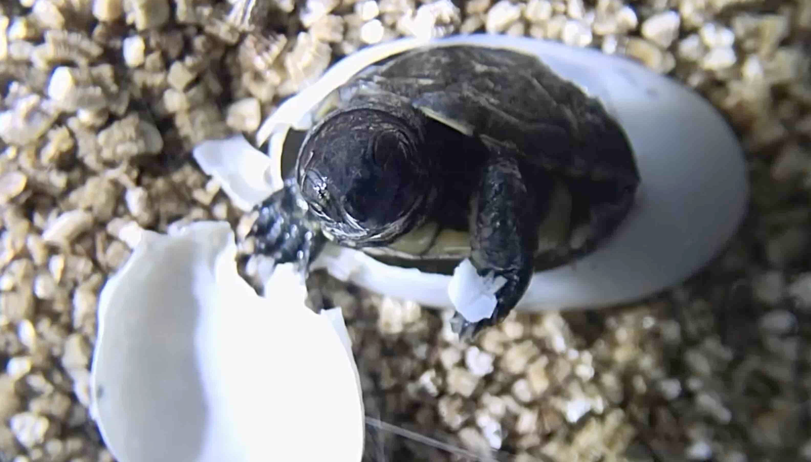 Zoo takes in 10 tiny turtles at conservation lab