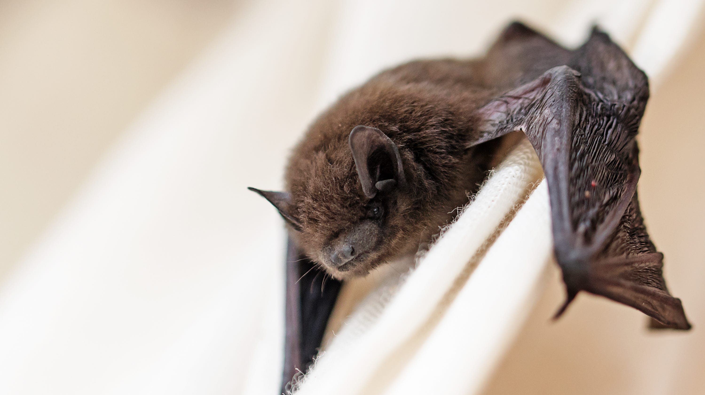 Bat In House How To Remove A Bat From Your Home Tips Who To Call