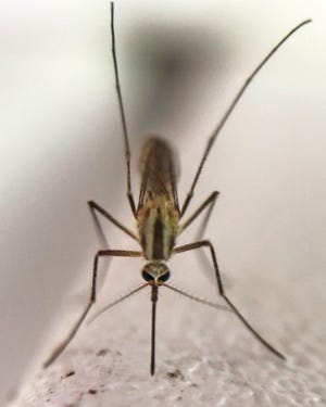 DNREC recommends taking care of any standing water on your property to lessen the mosquito activity.