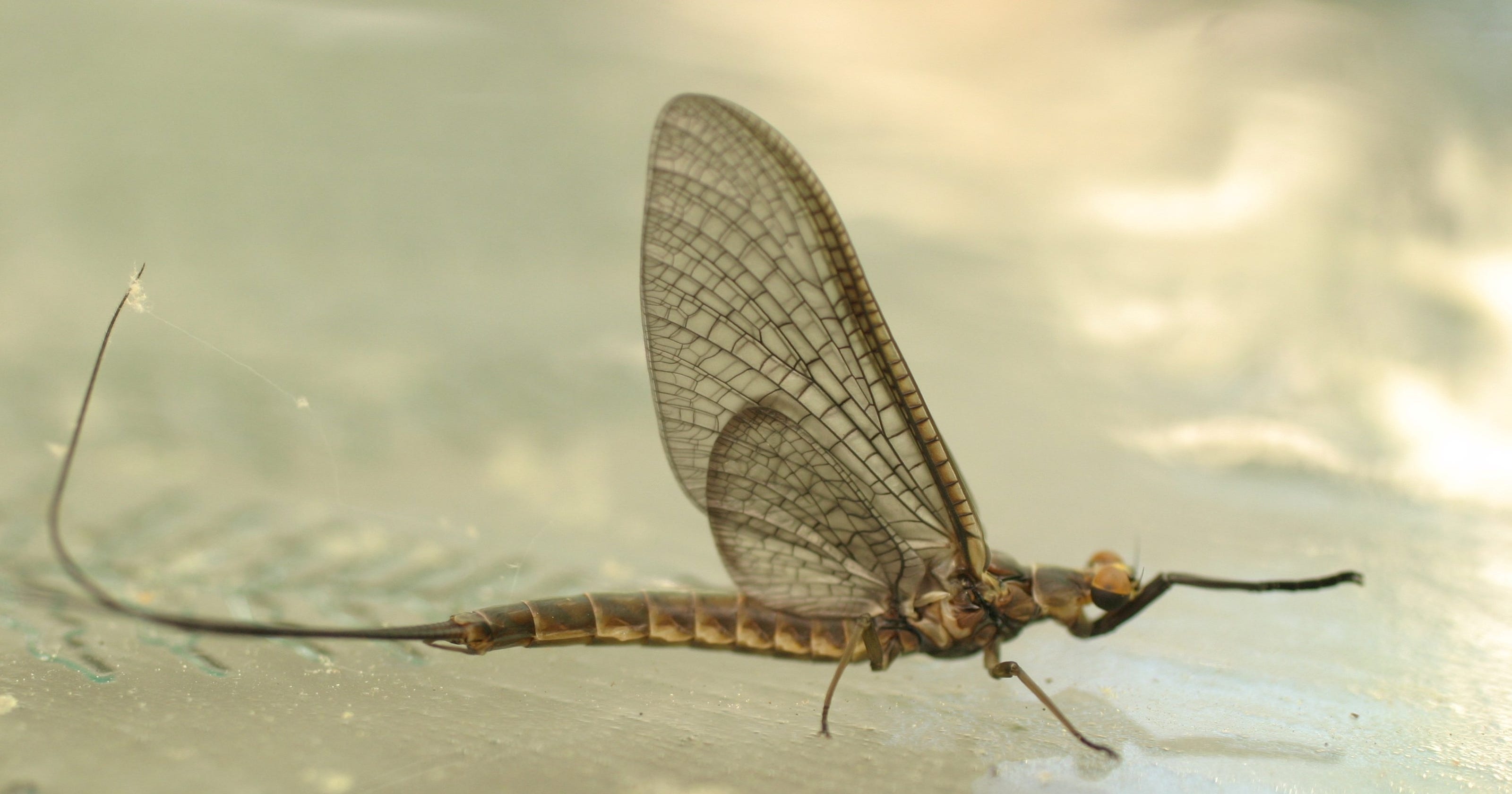 Weather radar captures billions of mayflies hatching on Lake Erie