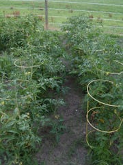 Space and watering are the most important factors for growing tomatoes.