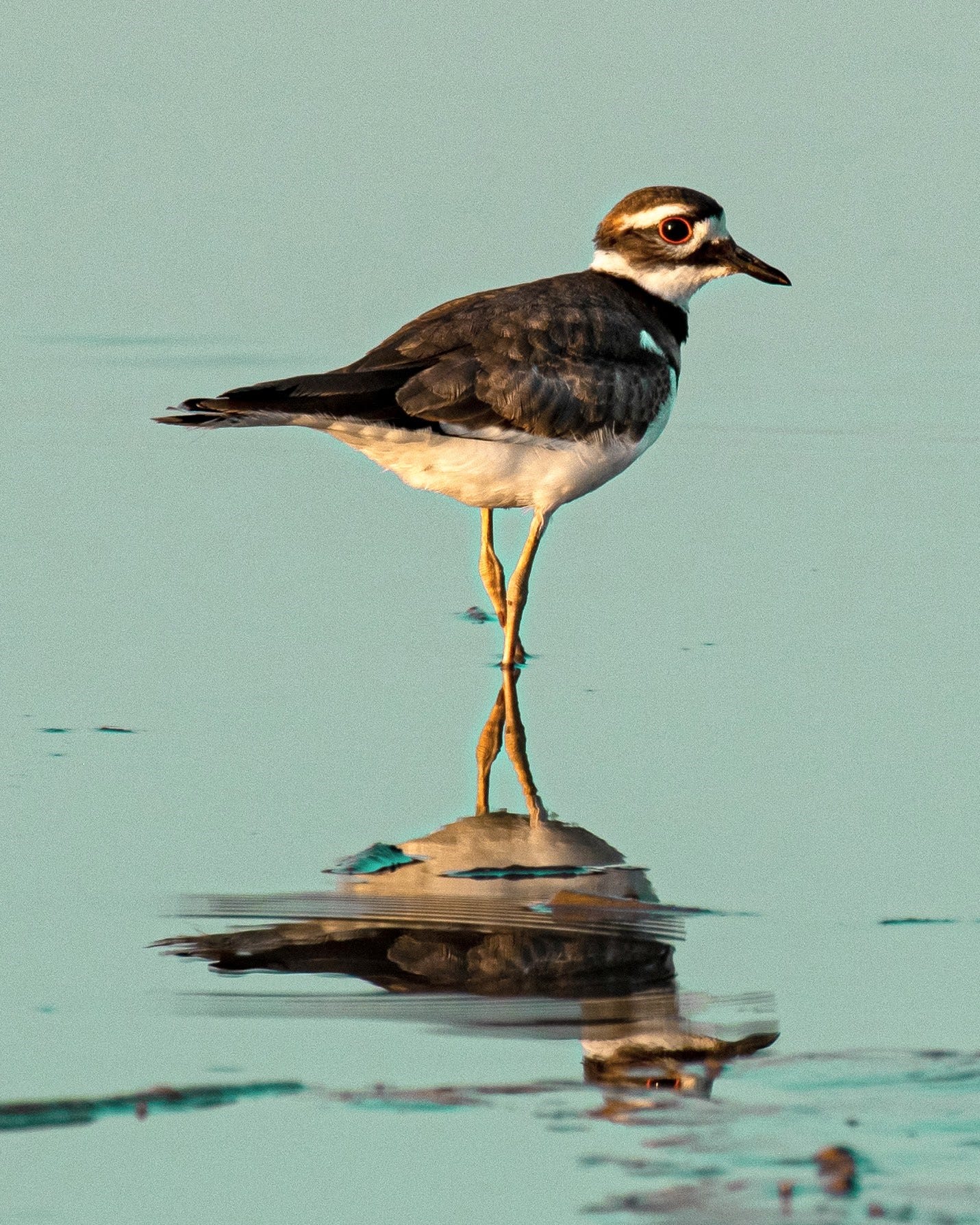 killdeer