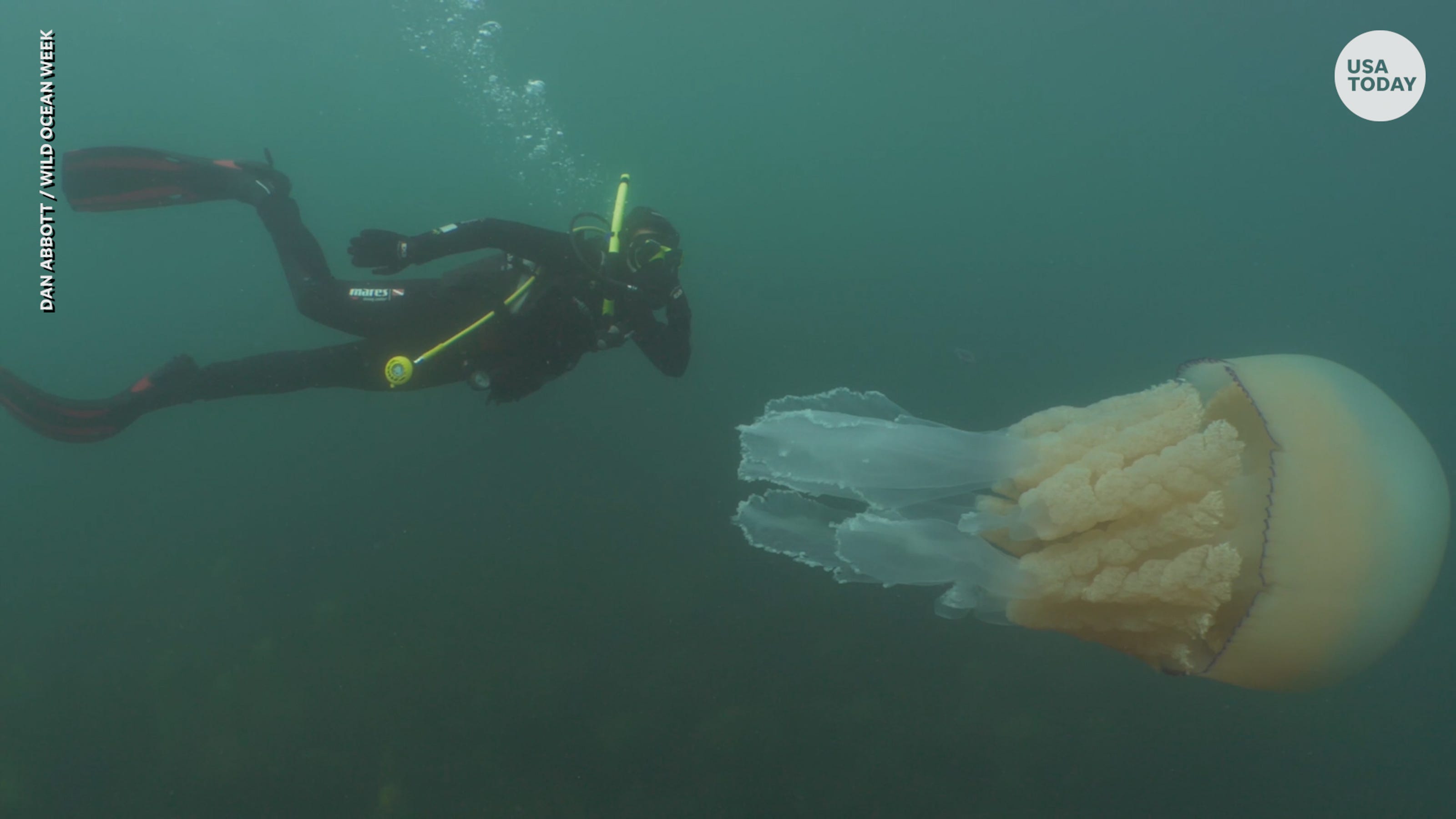 Giant jellyfish almost as big as diver spotted off Cornwall coast