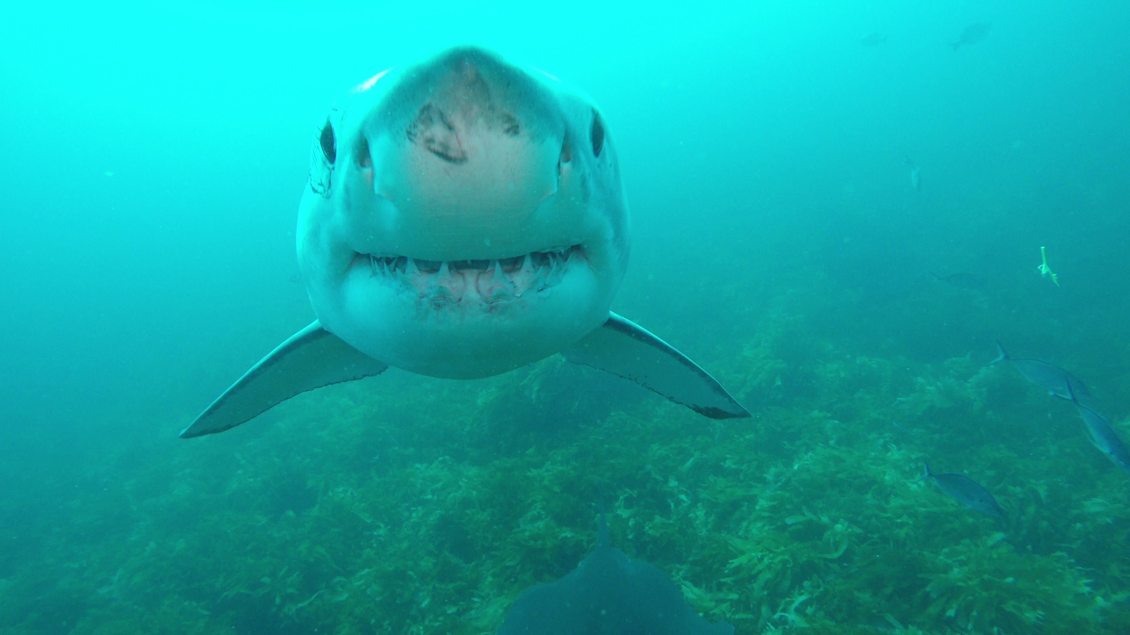 deep blue shark week