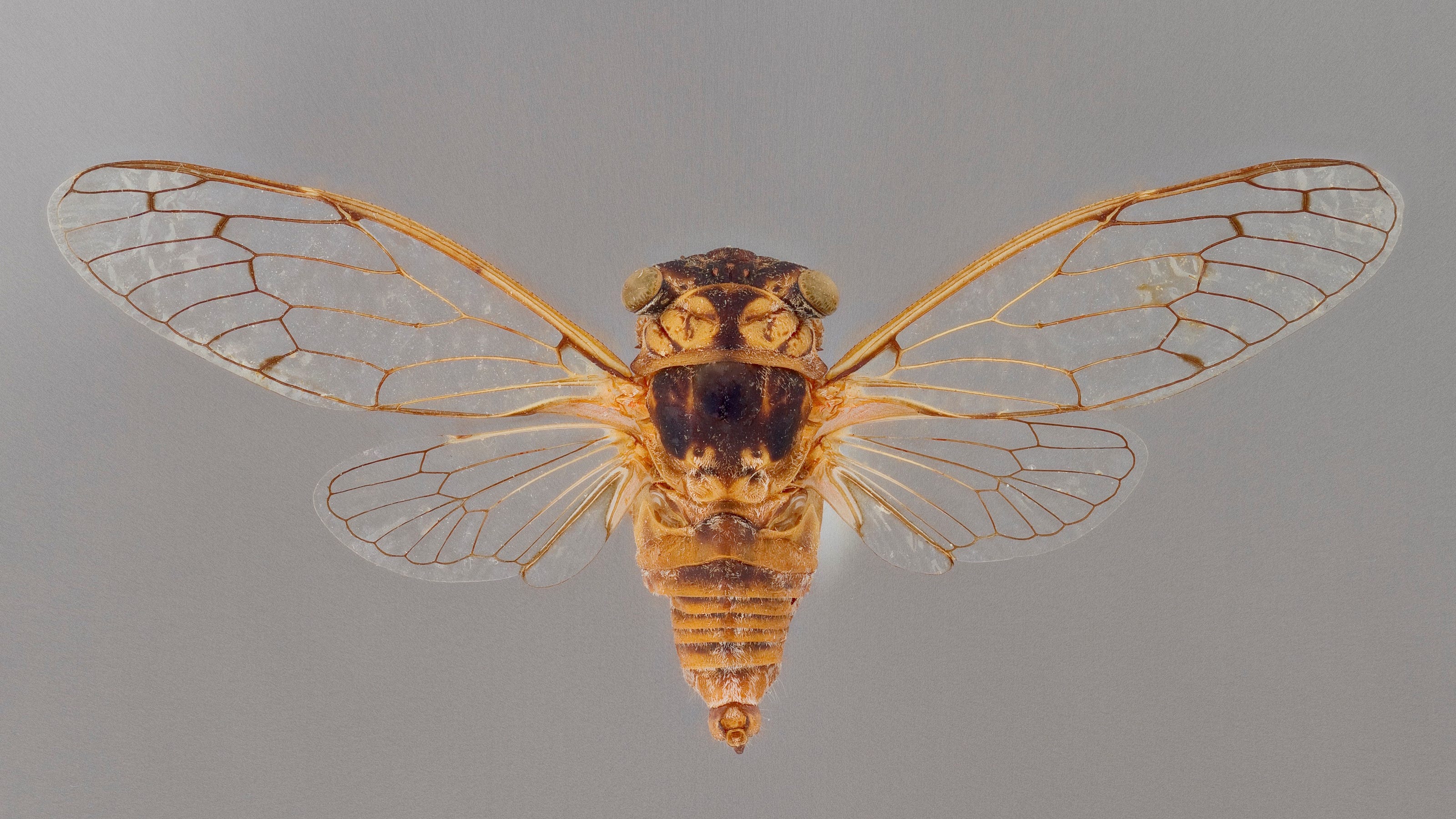 Arizona cicada season Does that buzzing predict the monsoon rain?