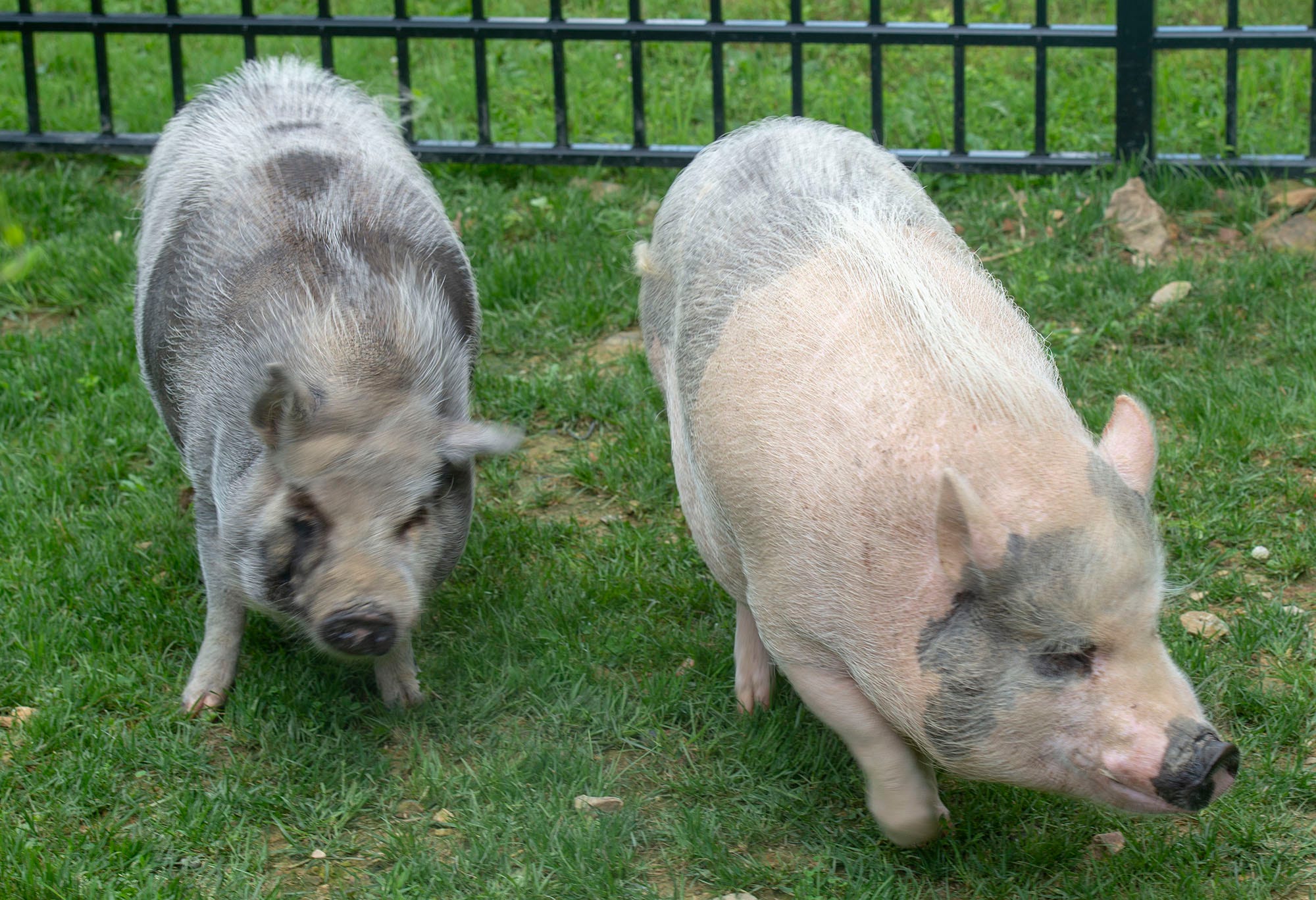 Potbellied Pigs Provide Emotional Support For Family, But Town Says No