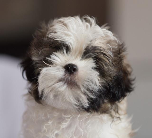 18 Dearborn Shih Tzus Need A Home How To Adopt