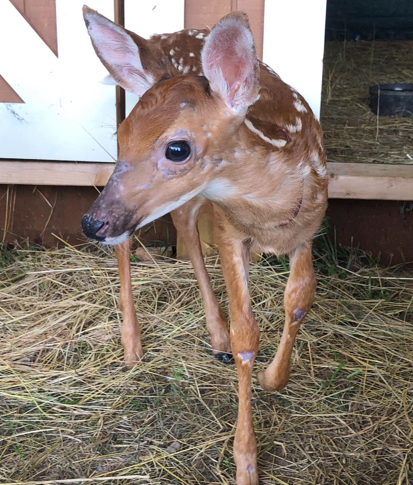 baby deer ears