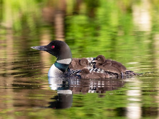 The Loon Project has documented loons in Wisconsin raising a duckling