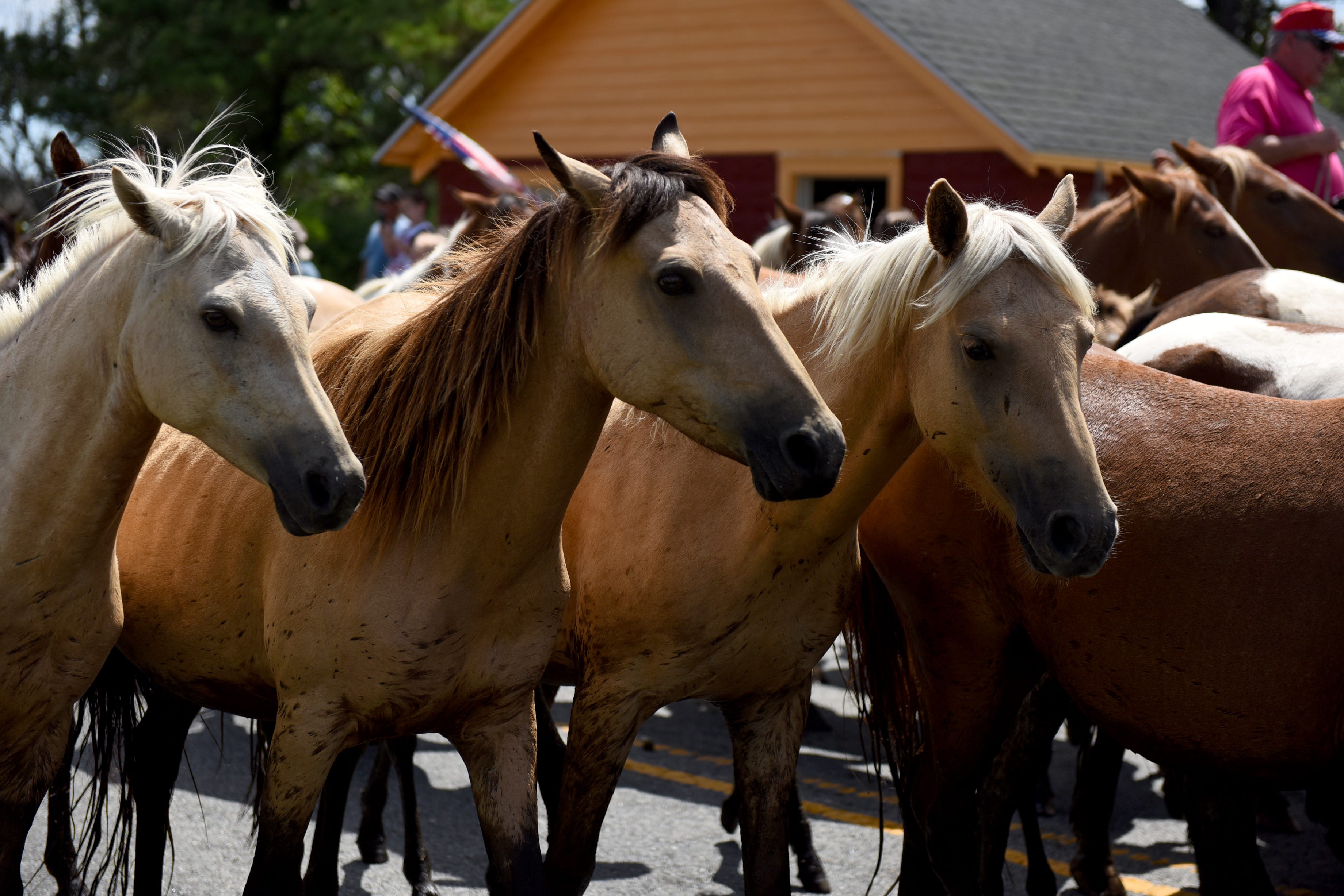 See How Much Is Raised Annually At The Chincoteague Pony Auction And   5f9eb026 Ec84 4066 A767 B0909a455e94 RLM 3640.JPG