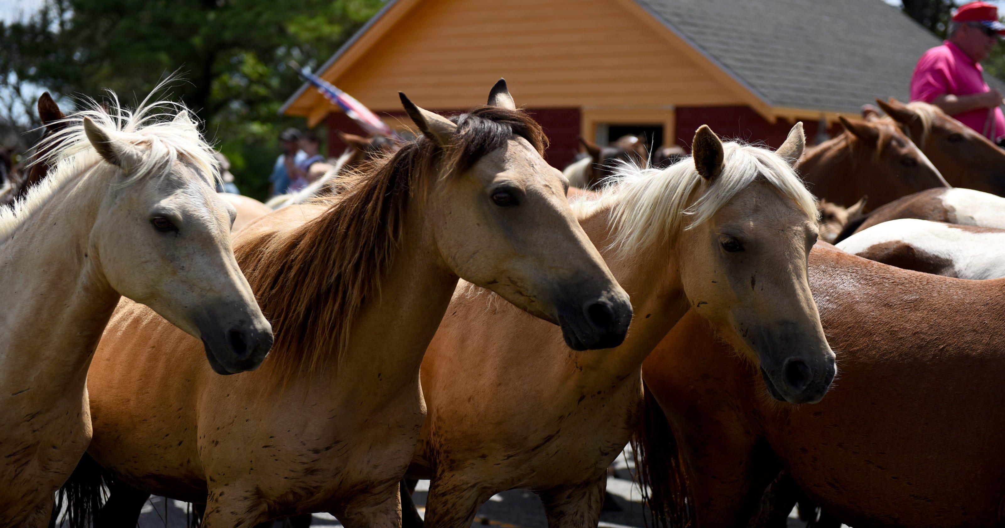 See how much is raised annually at the Chincoteague Pony Auction and