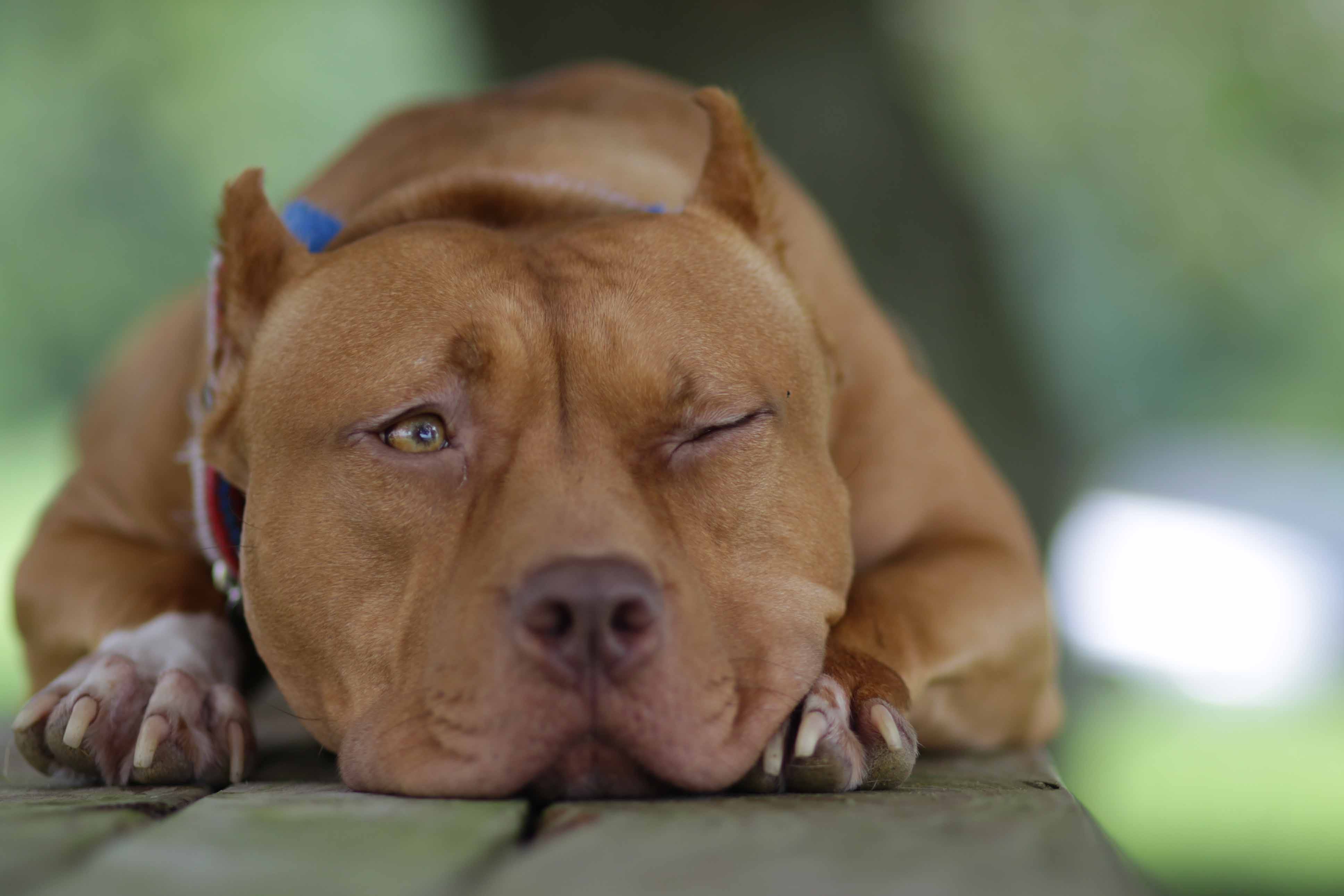 how many cities are pit bulls banned in