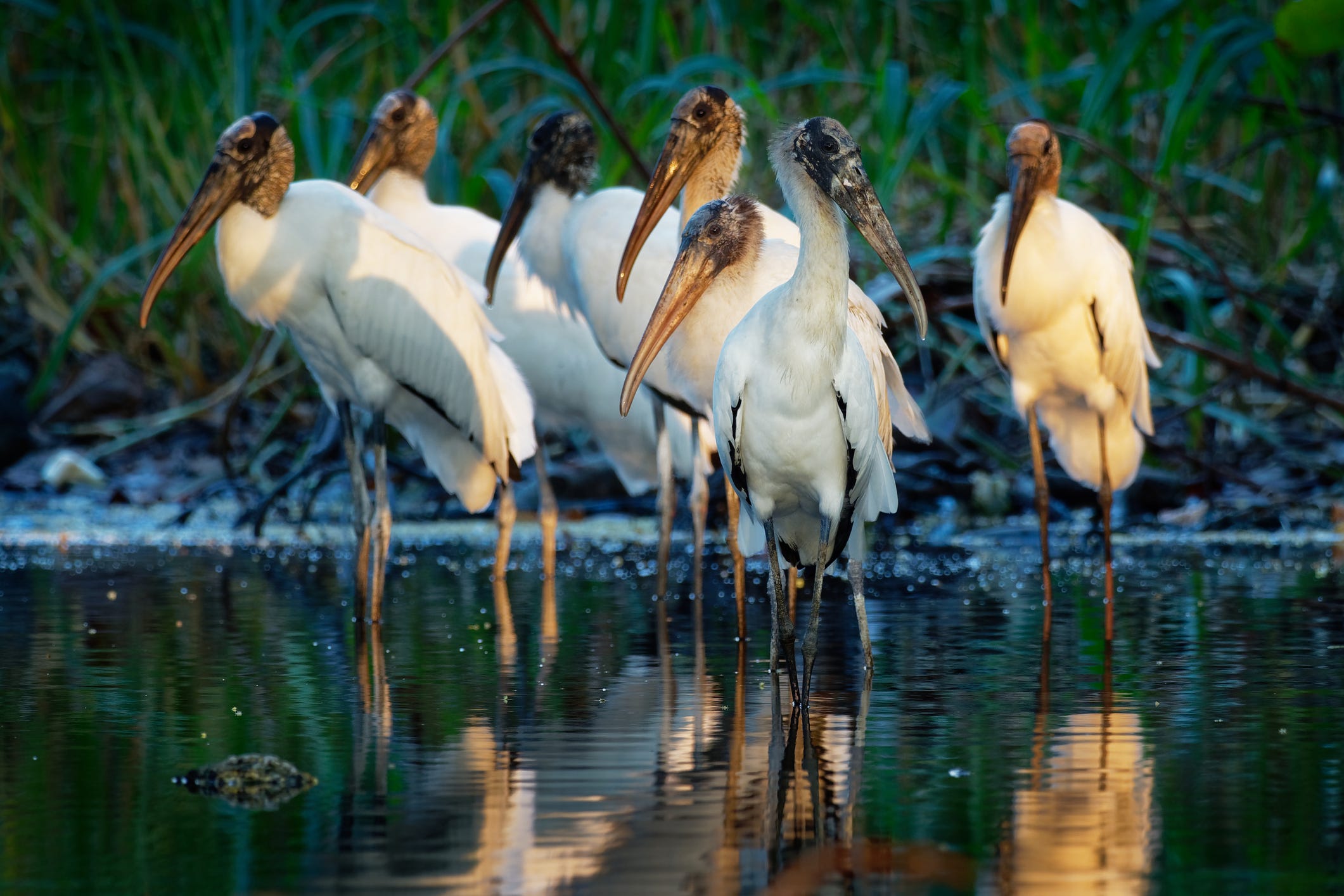 Wood storks in Naples, Florida, which has an abundance of natural splendor to enjoy.