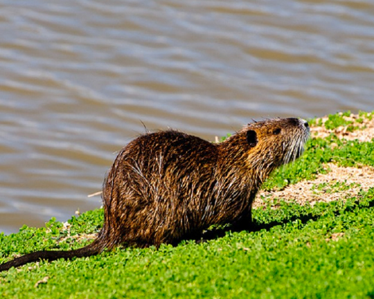 Nutria destroying Louisiana coast target of local dog treat business