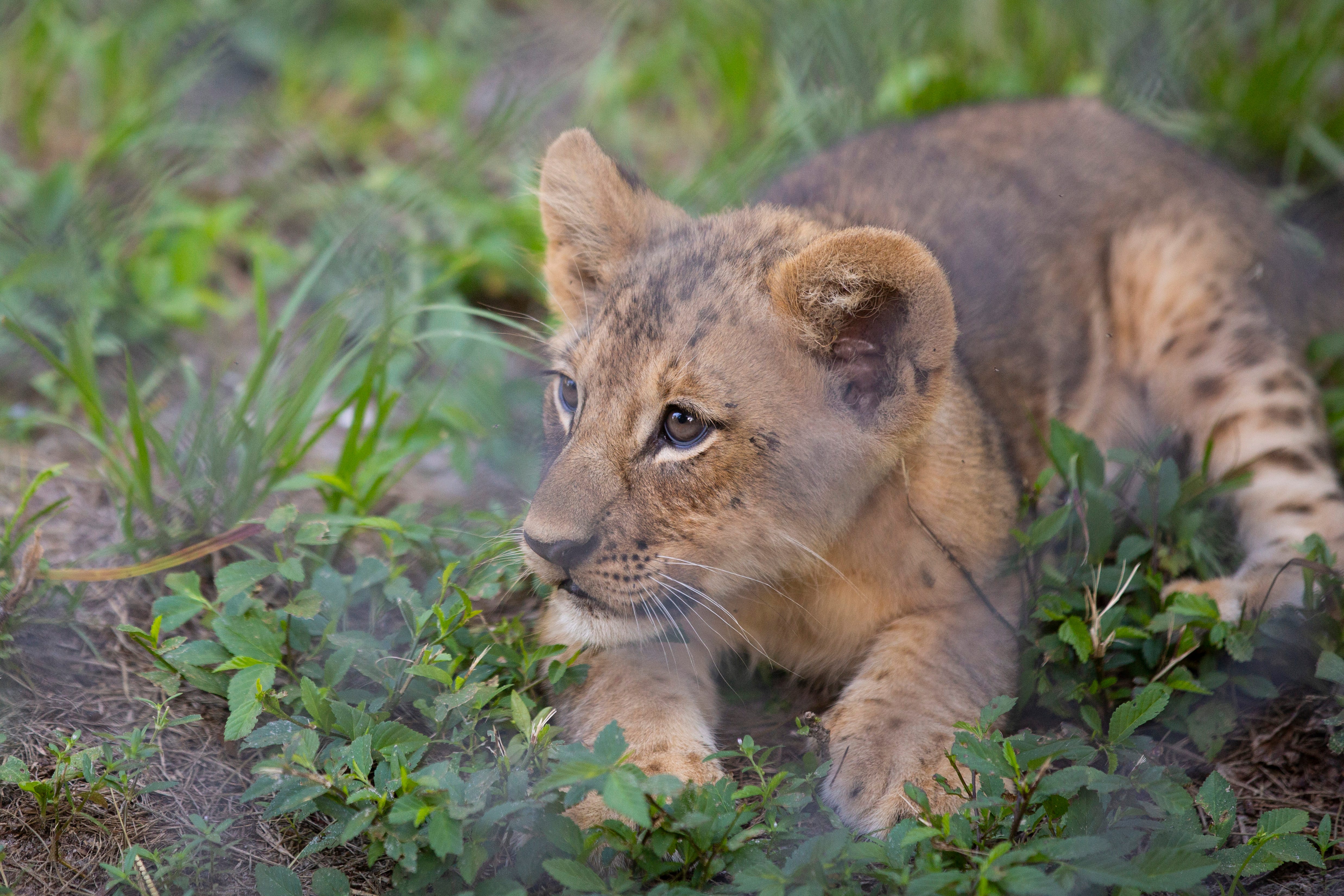 Lion cubs unveiled at Naples Zoo at 