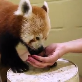 Zoo Knoxville S 110th Red Panda Cub Being Bottle Fed By Keepers